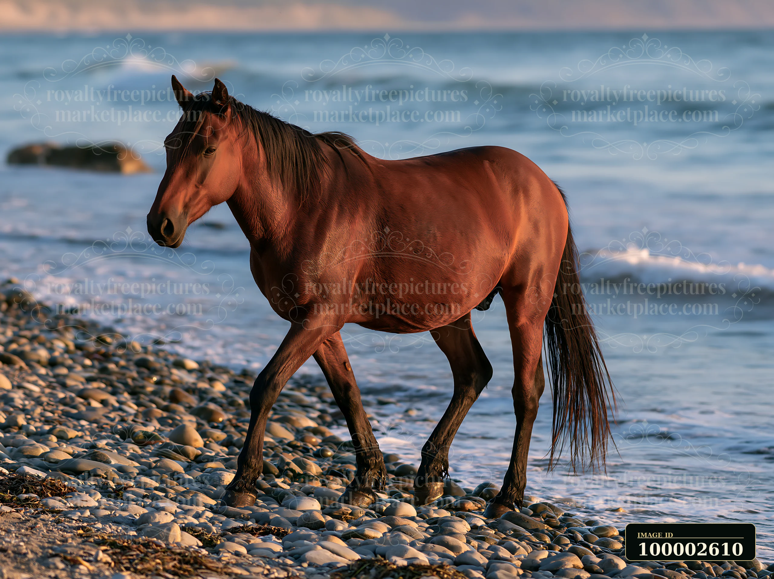 A group of wild horses walking along the beach near the water's edge on a sunny day.