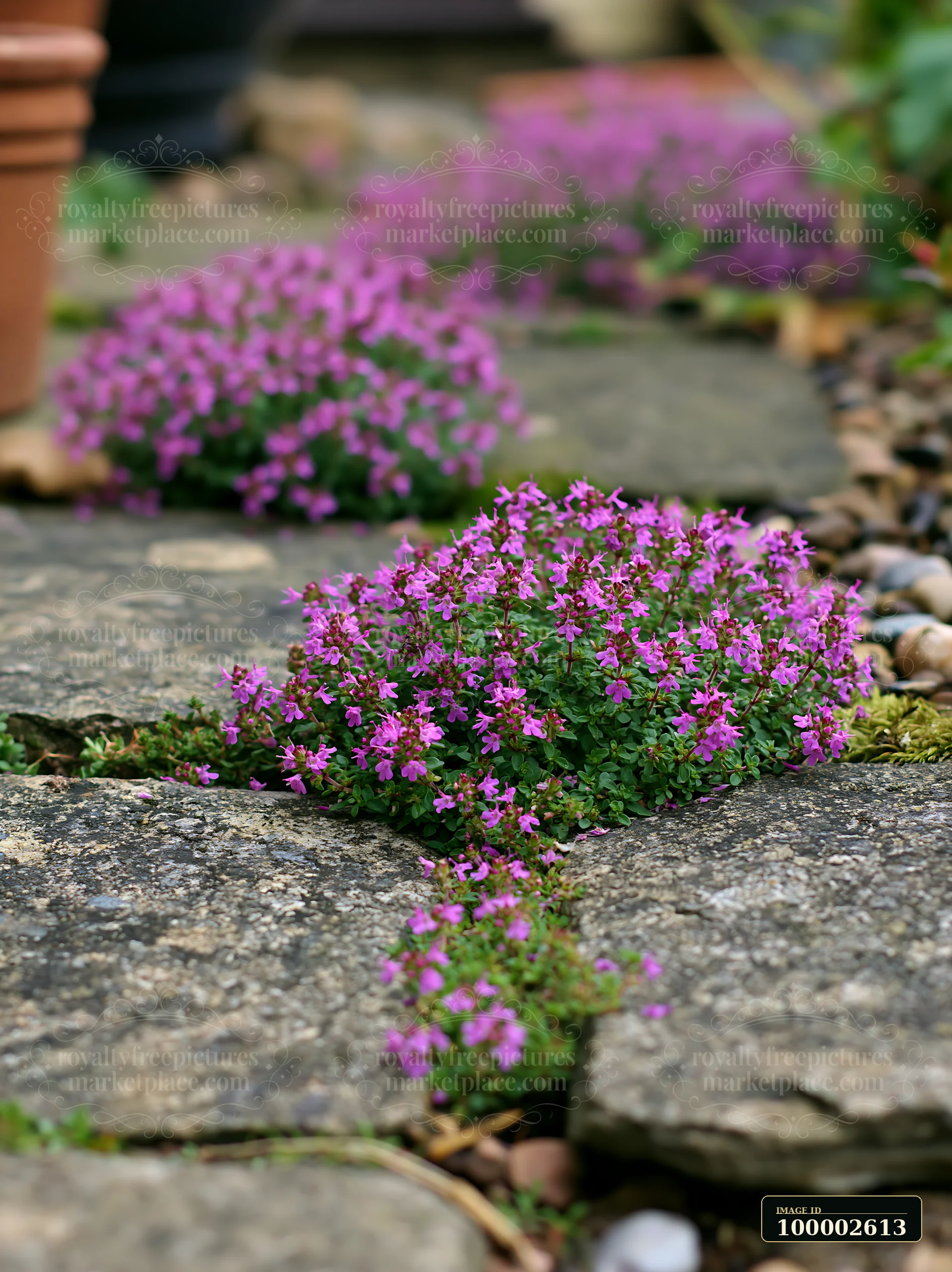 Thyme flowers between stones create a vibrant scene along a garden path.