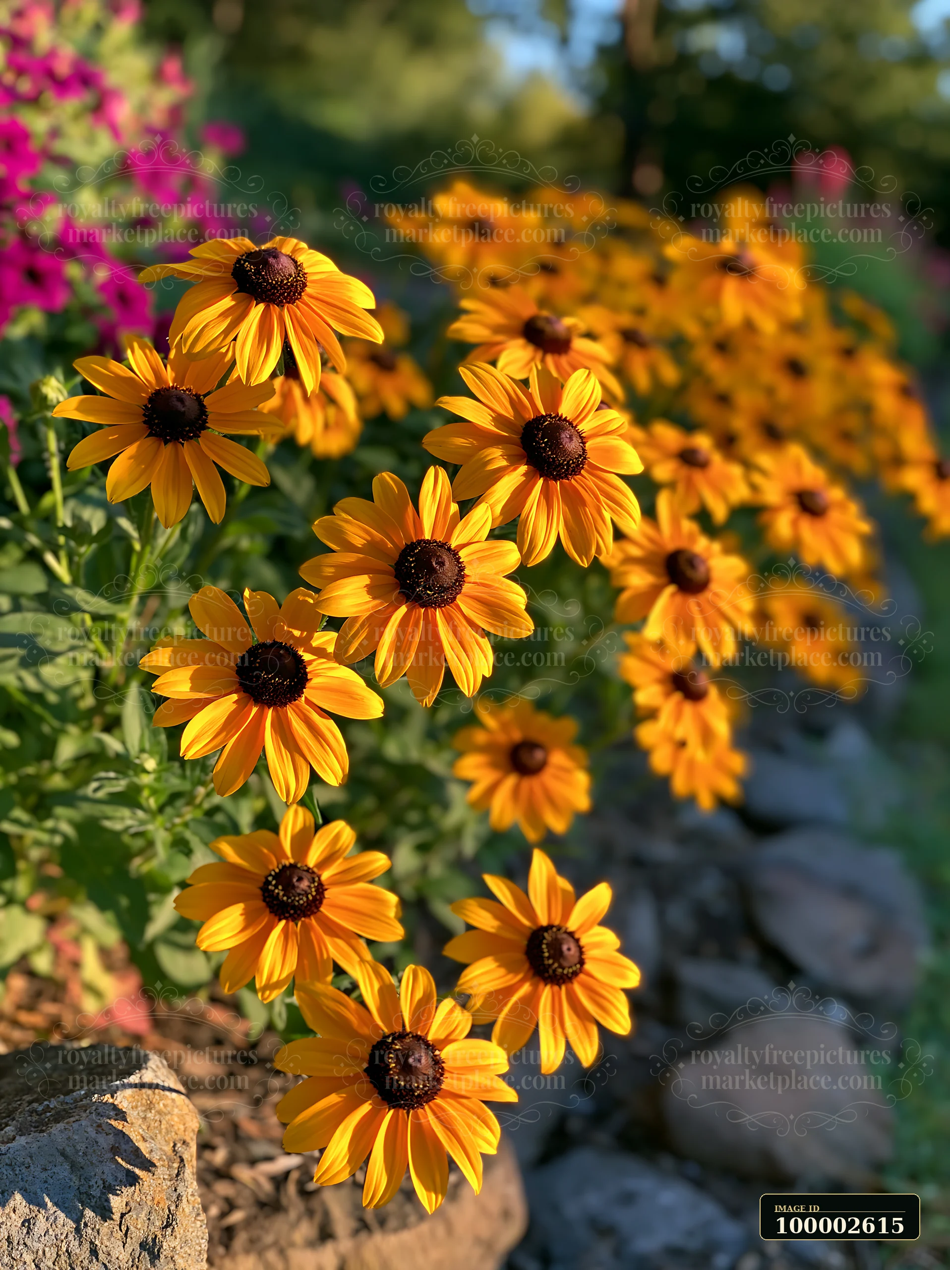 Rudbeckia flowers in sunlight show vibrant yellow petals with dark centers growing along a garden path beside a stone border and colorful plants.