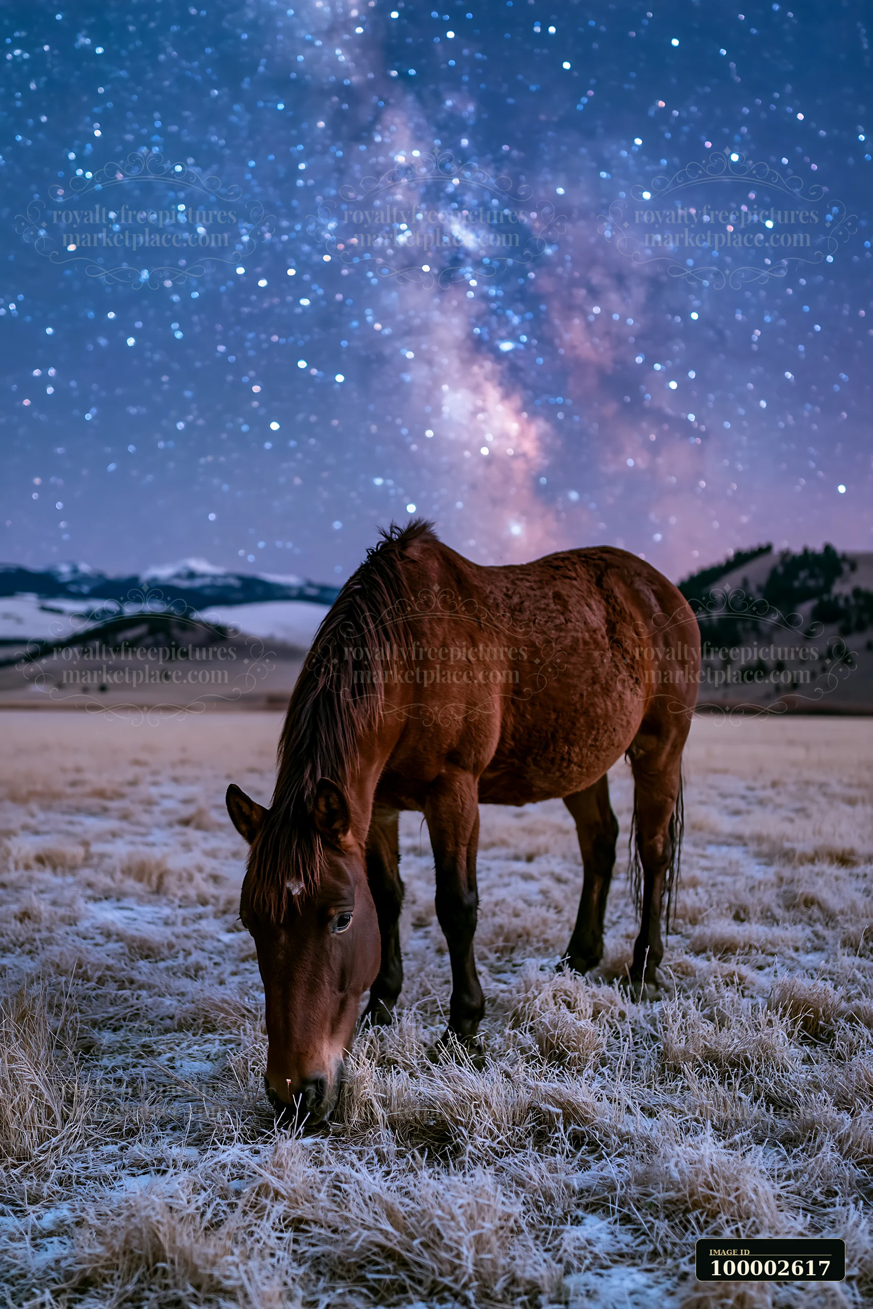 A horse grazes on frost-covered grass beneath a galaxy-filled sky with stars shining bright.