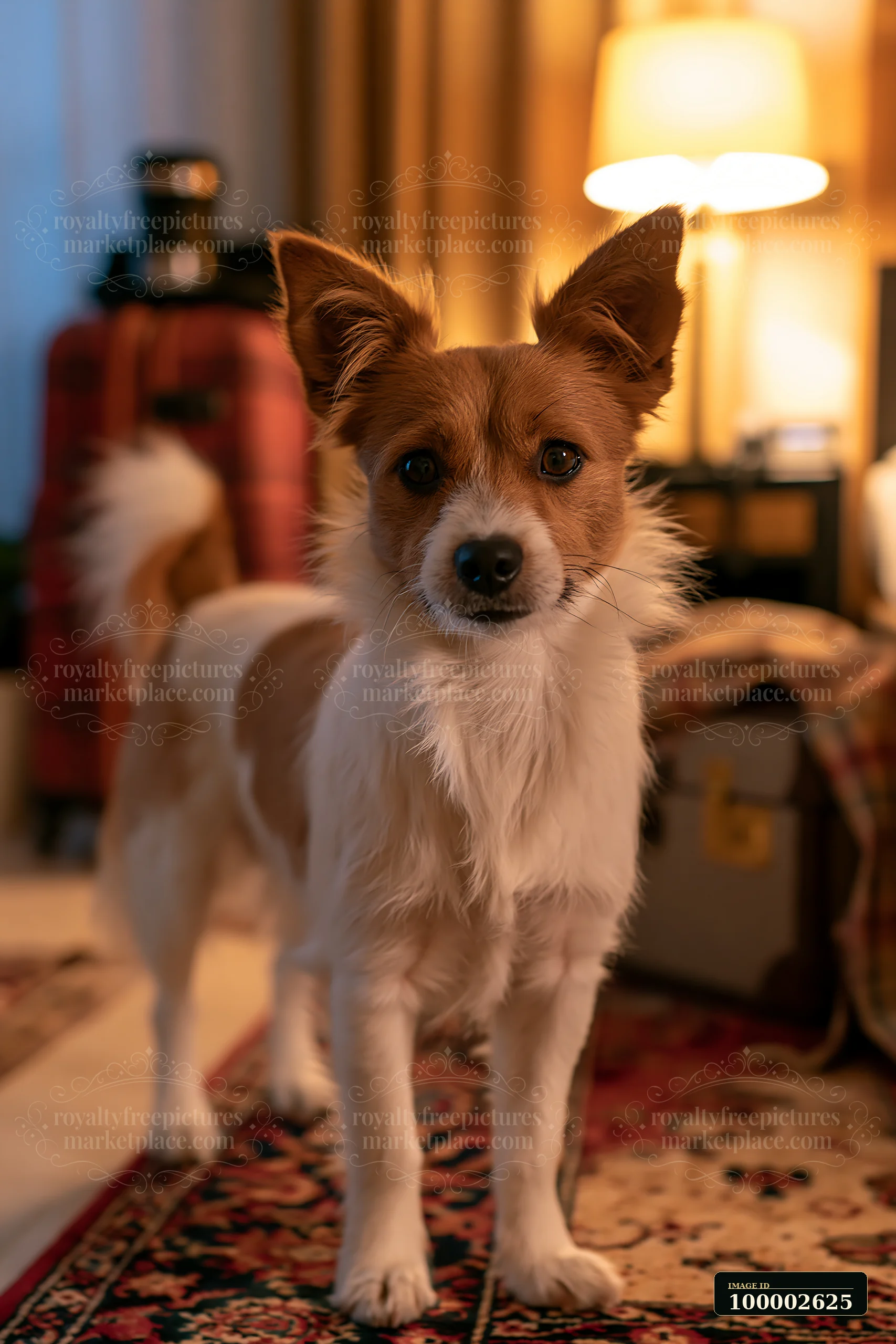 A small rare dog breed is standing in a cozy hotel room with warm lighting.