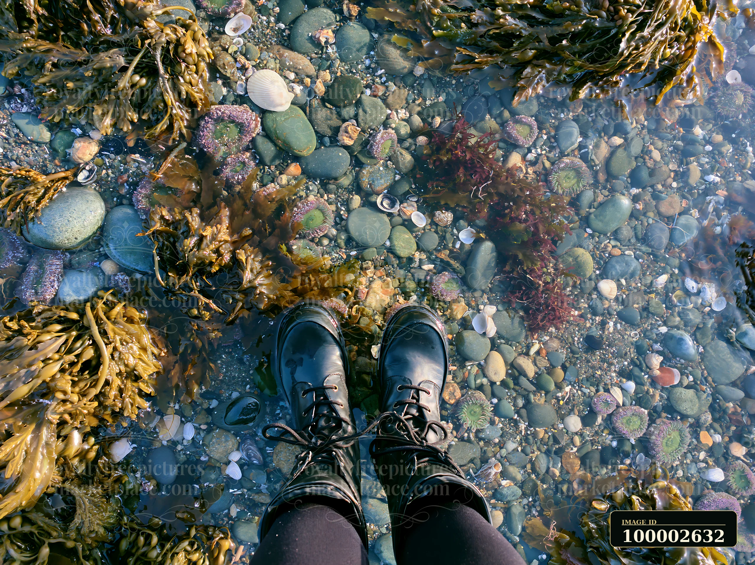 Boots are placed on a pebbly coastline beach while seaweed surrounds the area.