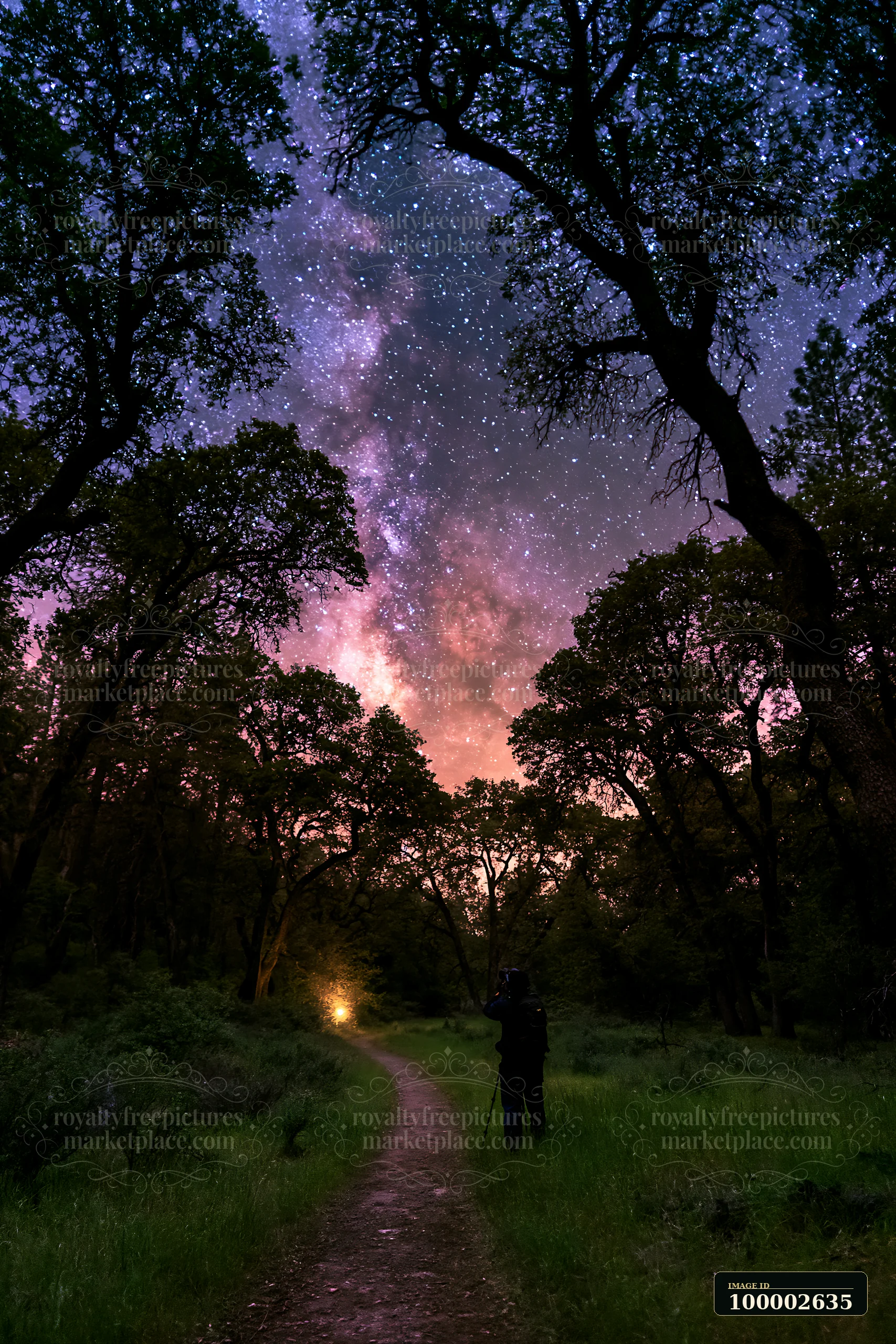 A person capturing Milky Way beside a forest trail at night, surrounded by tall trees and soft grass.