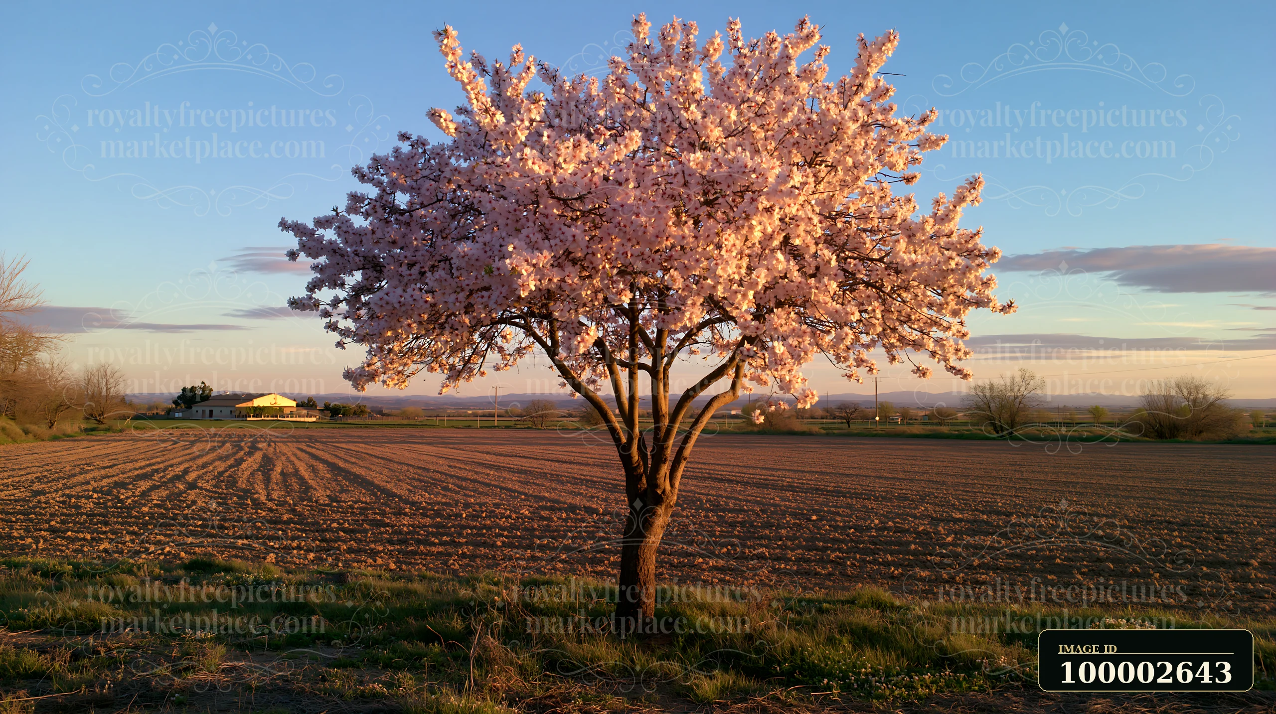 A single almond tree with pink blossoms stands in a field at sunset.