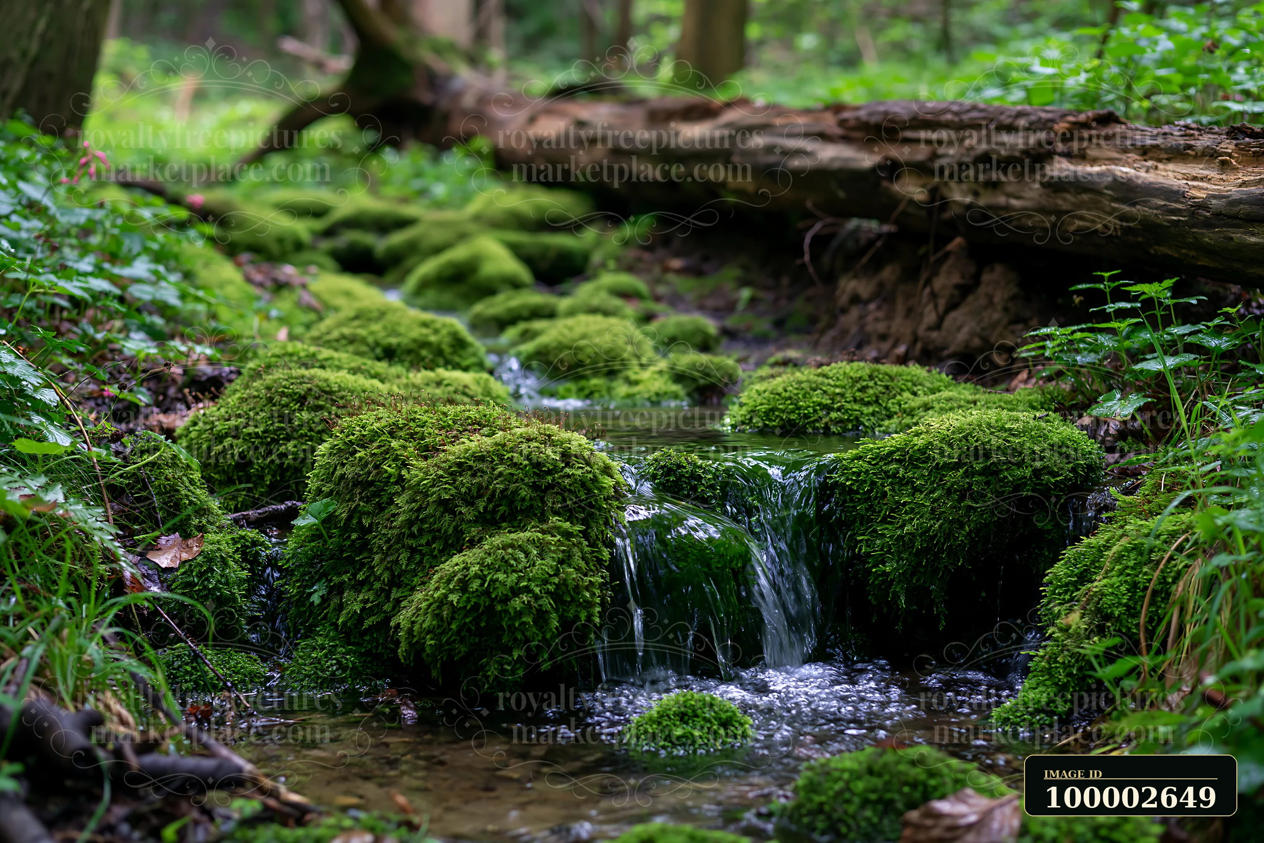 A forest brook with miniature waterfall flows over moss-covered stones surrounded by greenery.