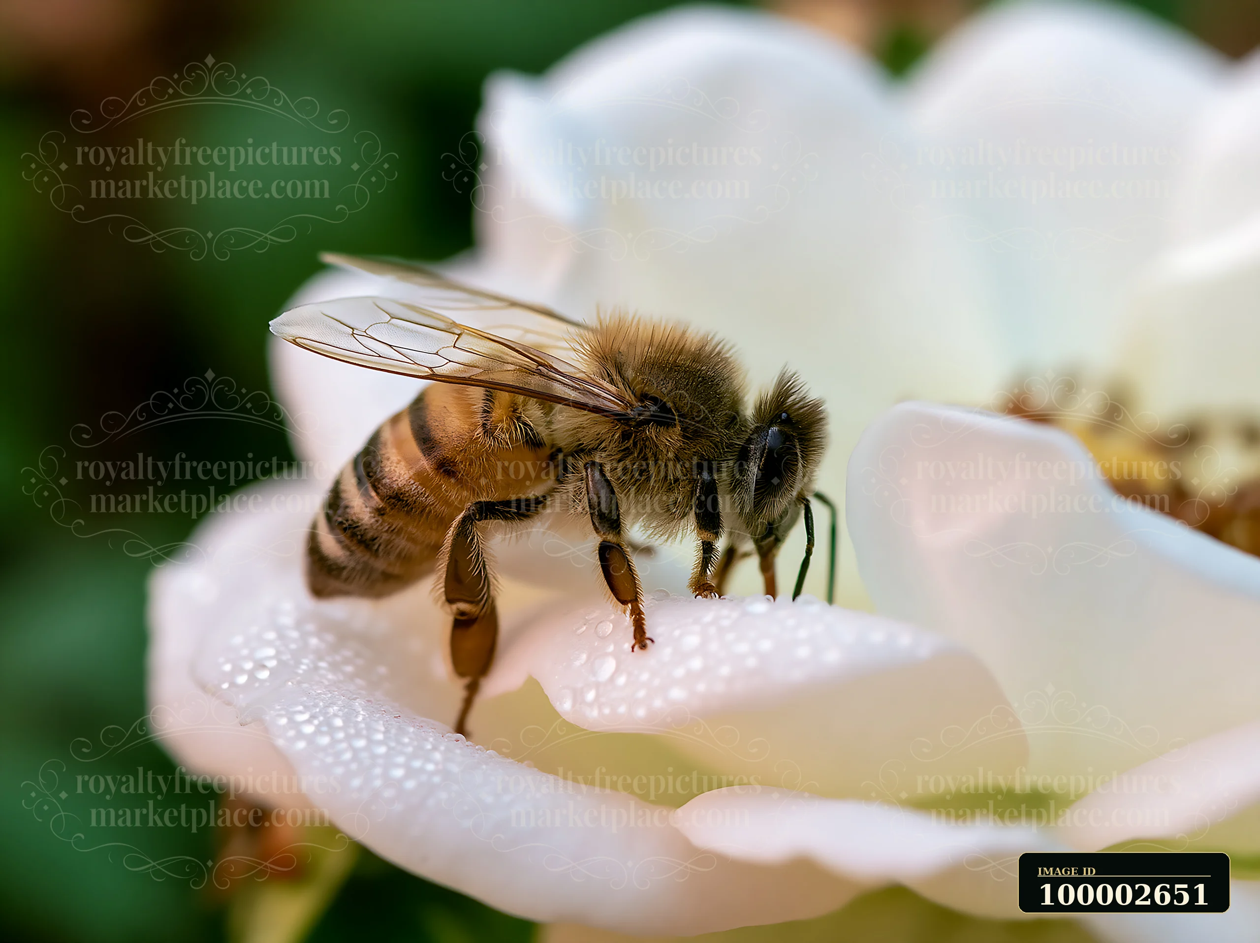 A honey bee crawling on the petal of a white rose collects nectar in a garden setting.