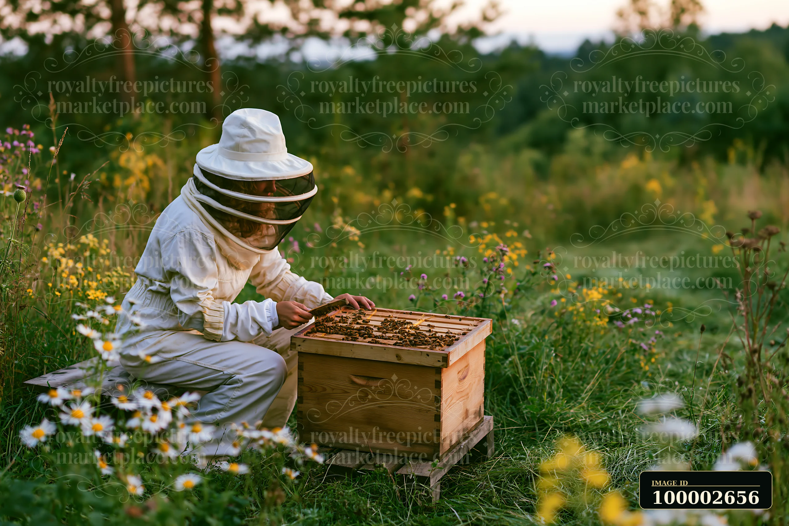A beekeeper inspects a hive while surrounded by wildflowers in a freshly mowed meadow during the evening.