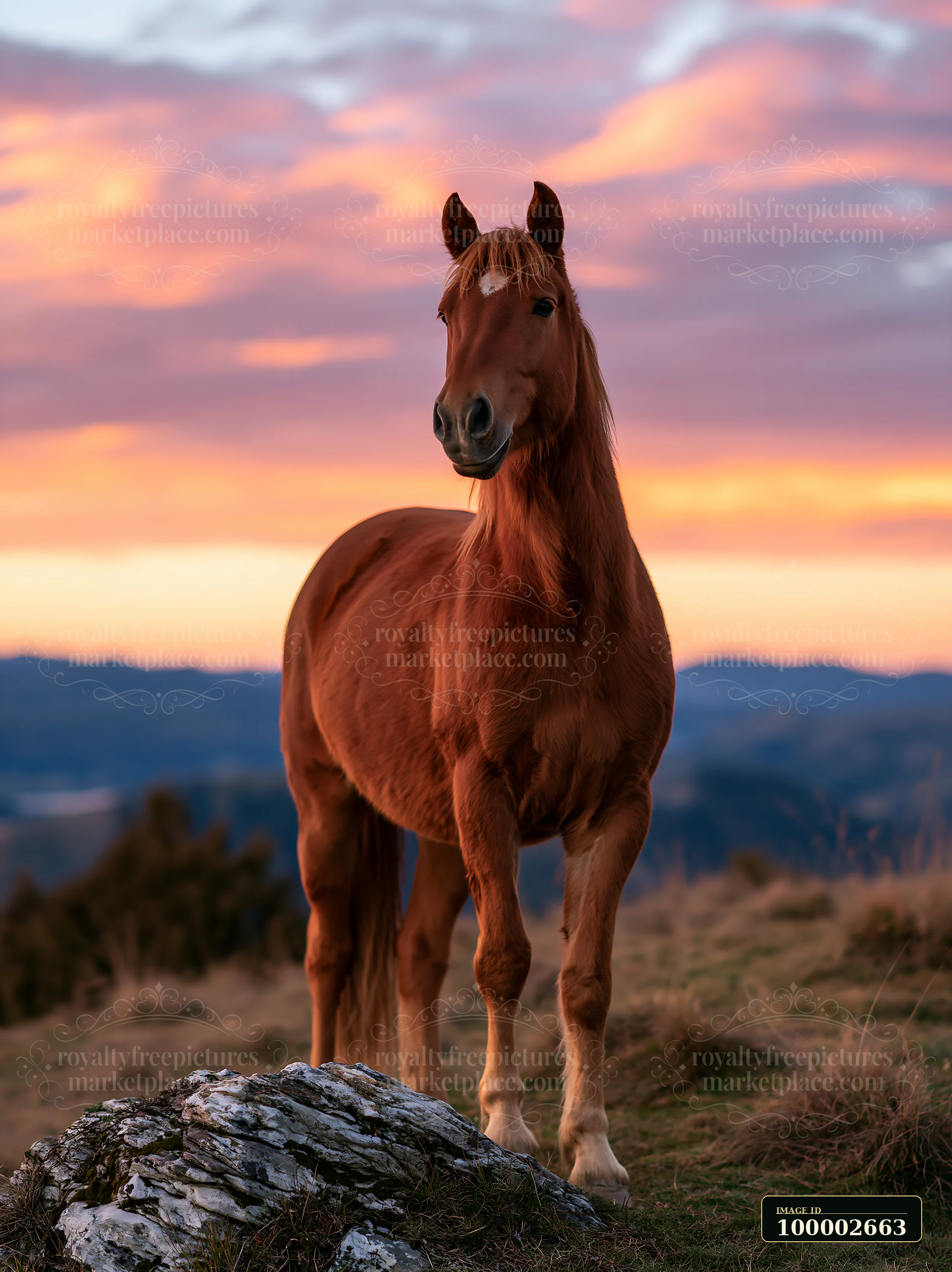 A horse stands on a rocky outcrop on a mountain ridge during sunset.