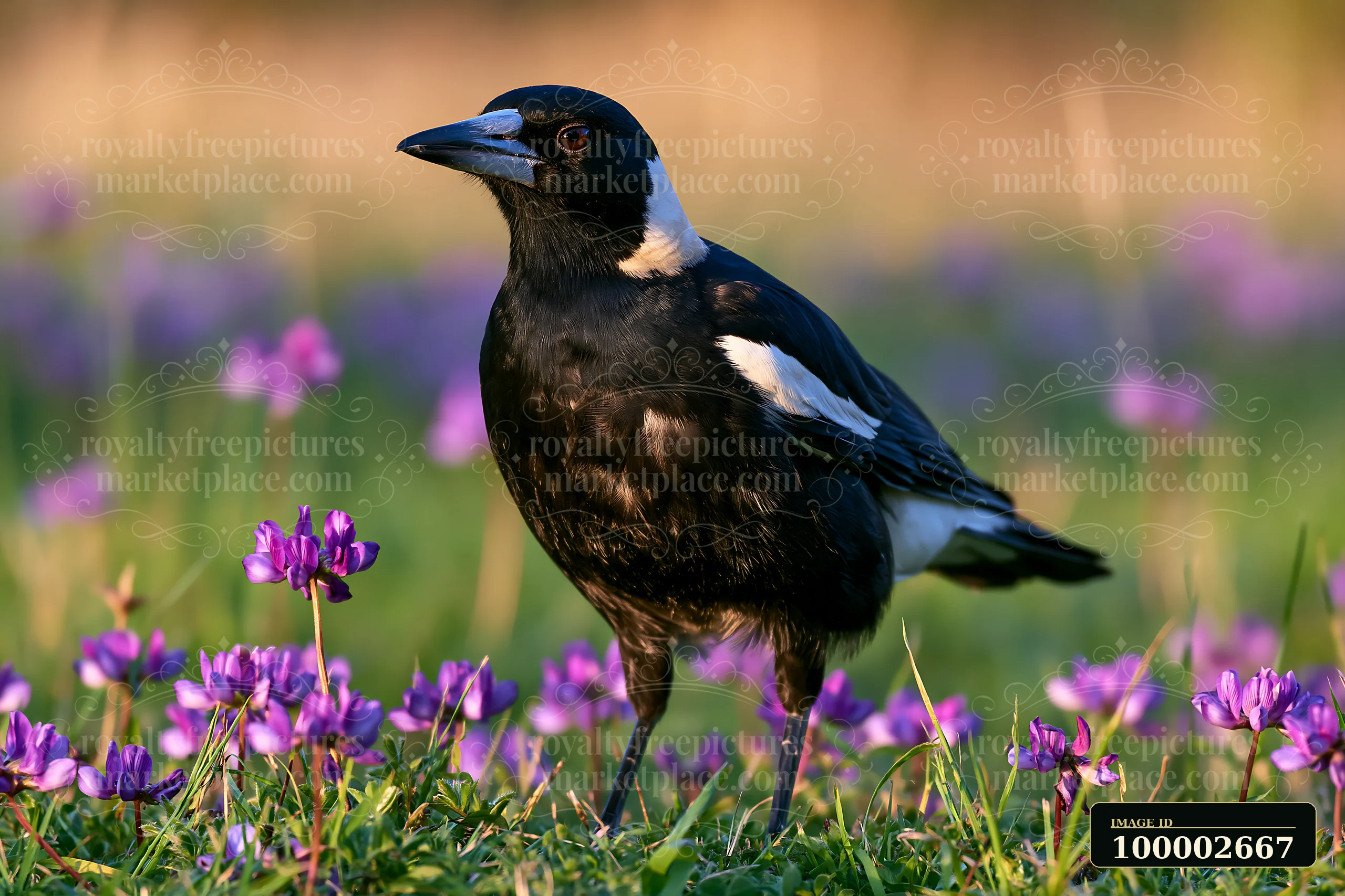Australian magpie in grassland stands among purple flowers.