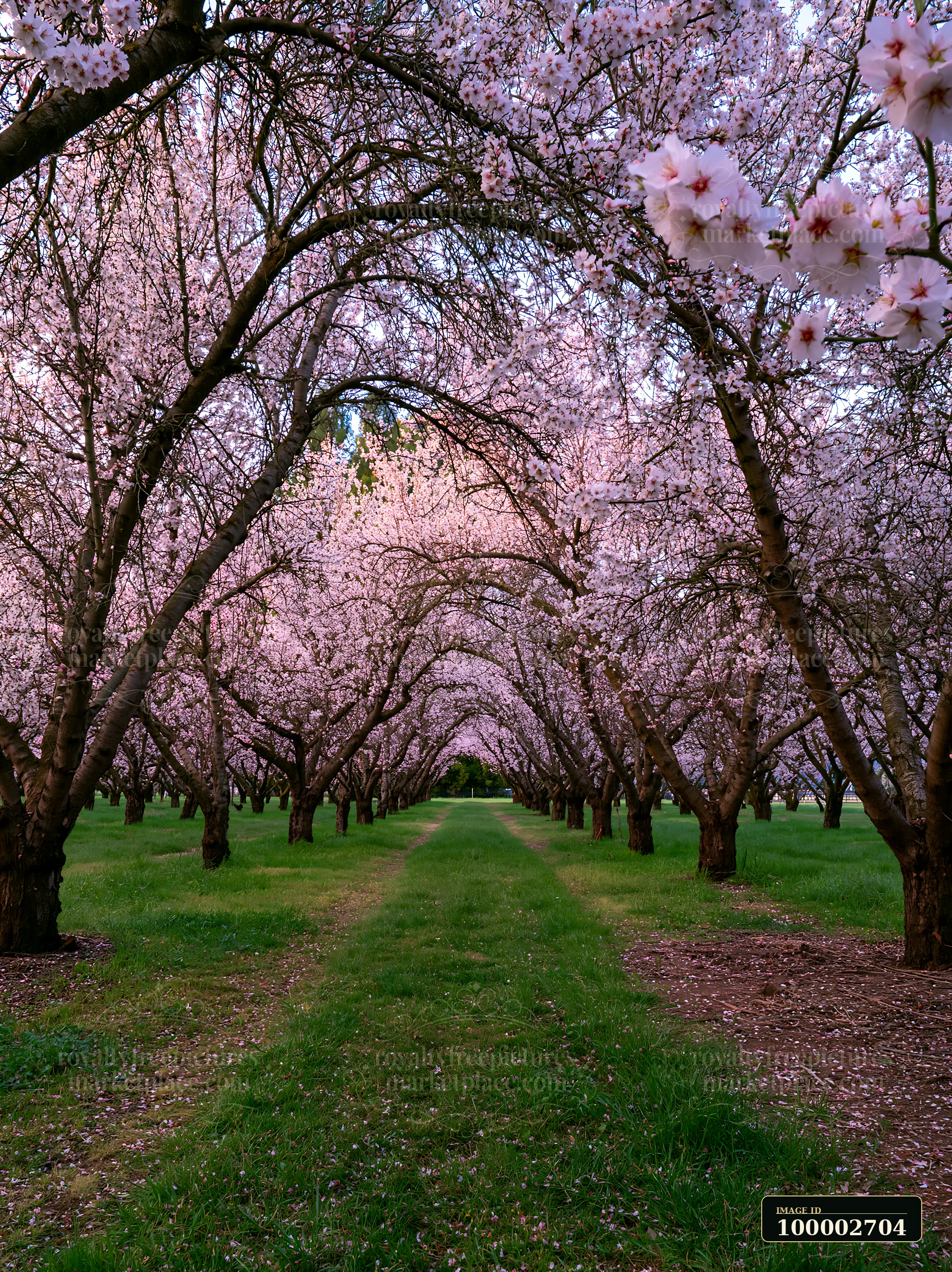 Almond tree blossoms in landscape create an archway along a grassy path.