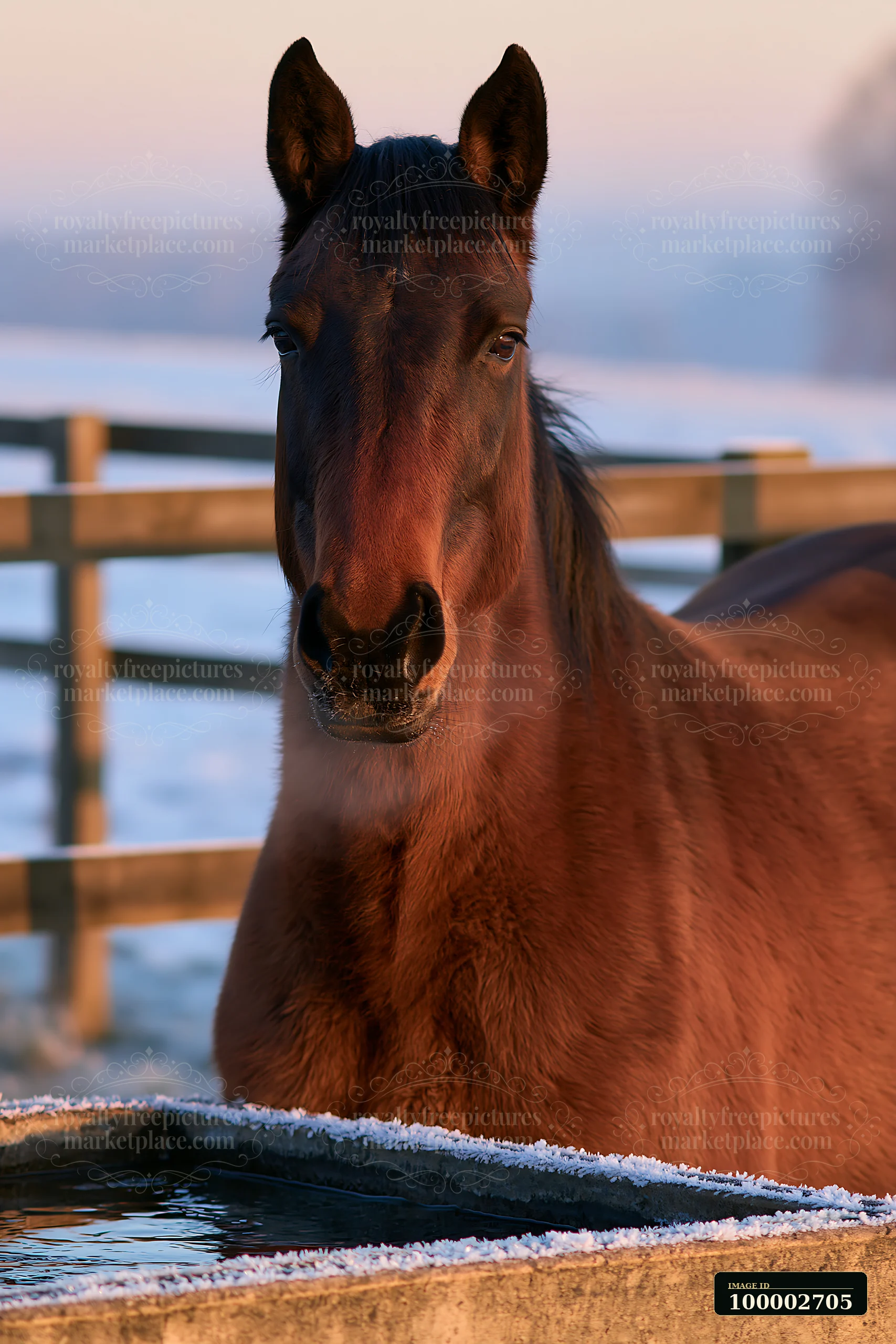 A horse stands near a water trough in a snowy field during winter.