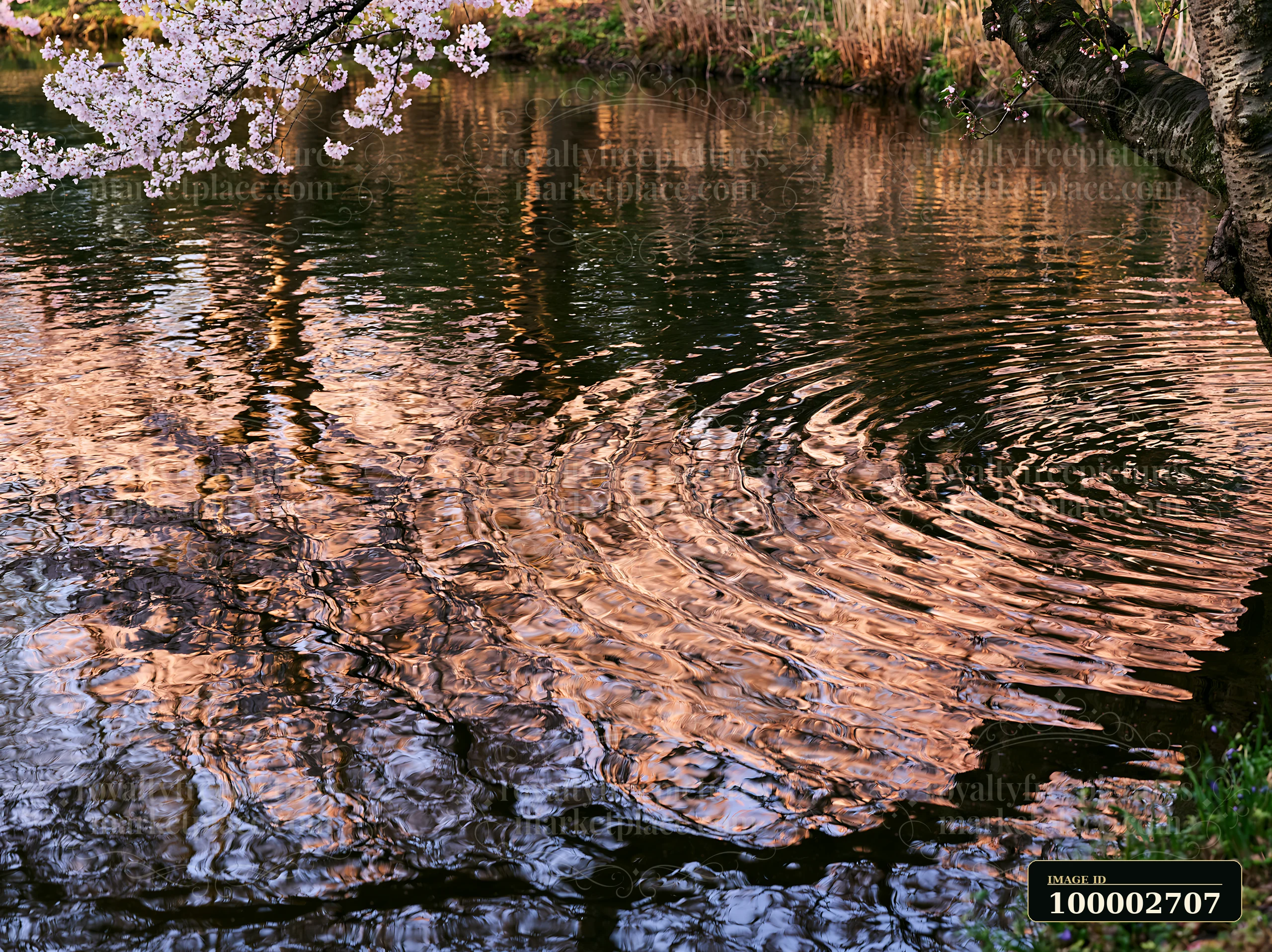 Ripples appear on the surface of a pond, where cherry blossoms reflected in a Japanese pond create a colorful scene.