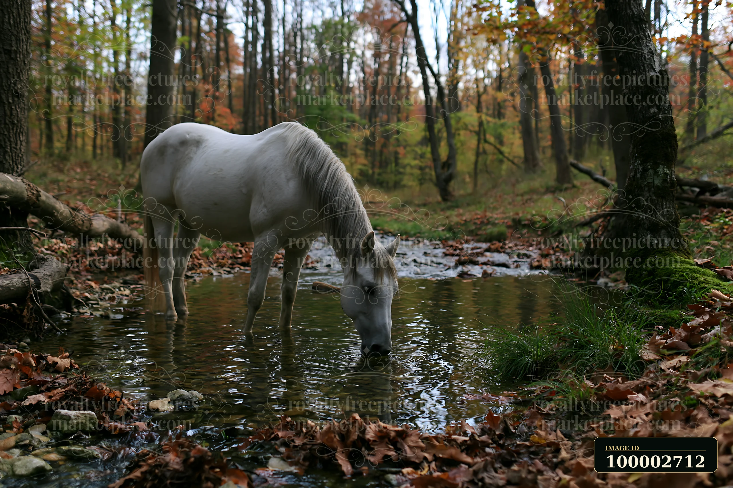 A horse drinks water from a stream in a forest surrounded by autumn trees.