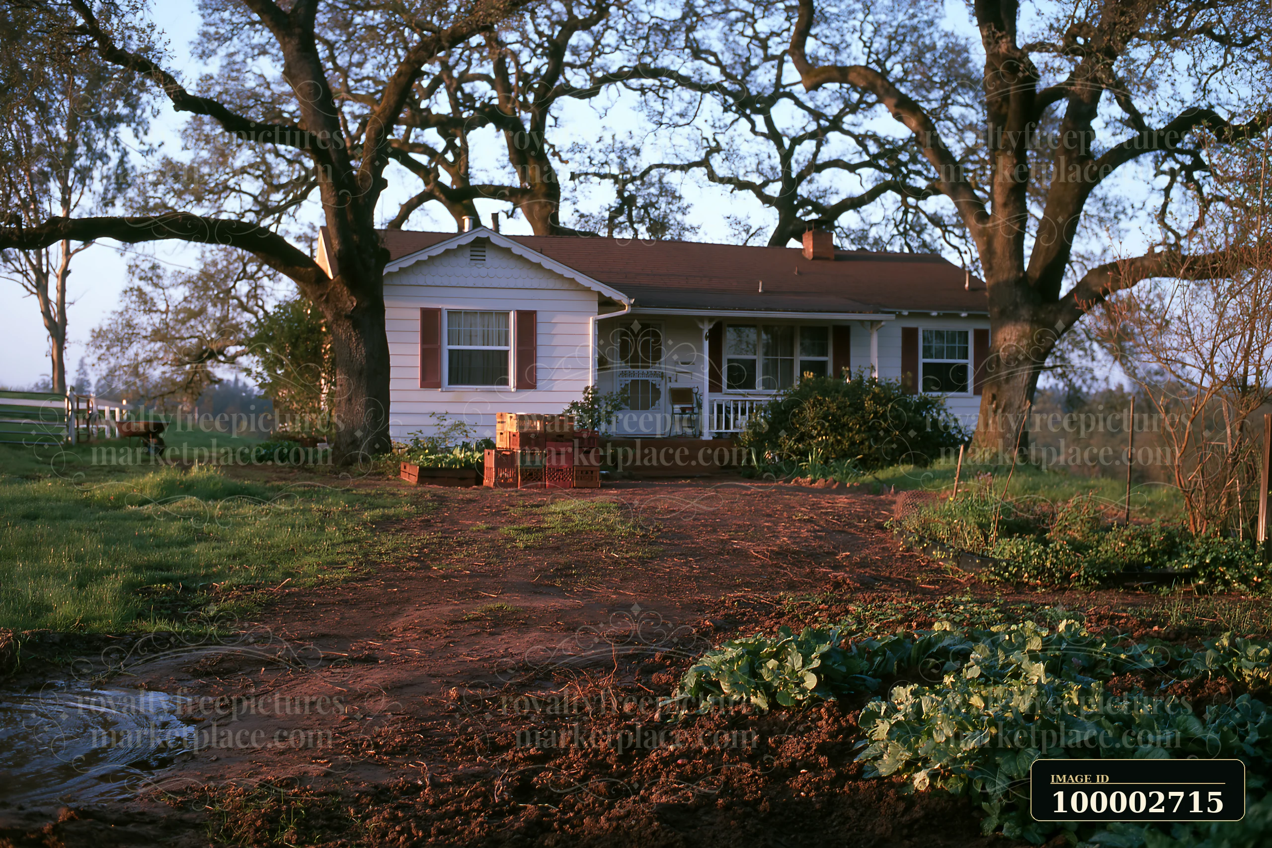 A white rural home under oak trees features a garden area in front.
