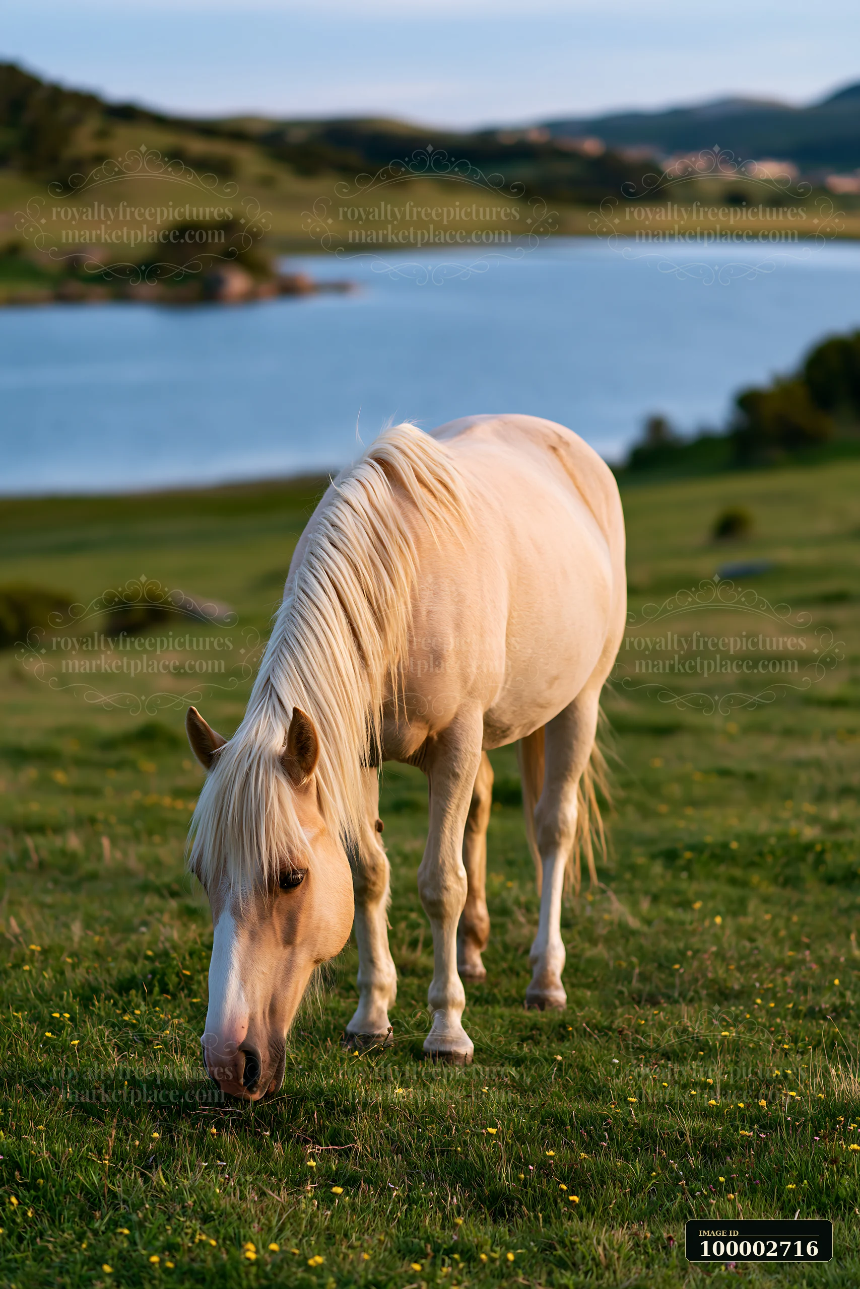 A white horse grazes on green grass near a lake under a clear sky.