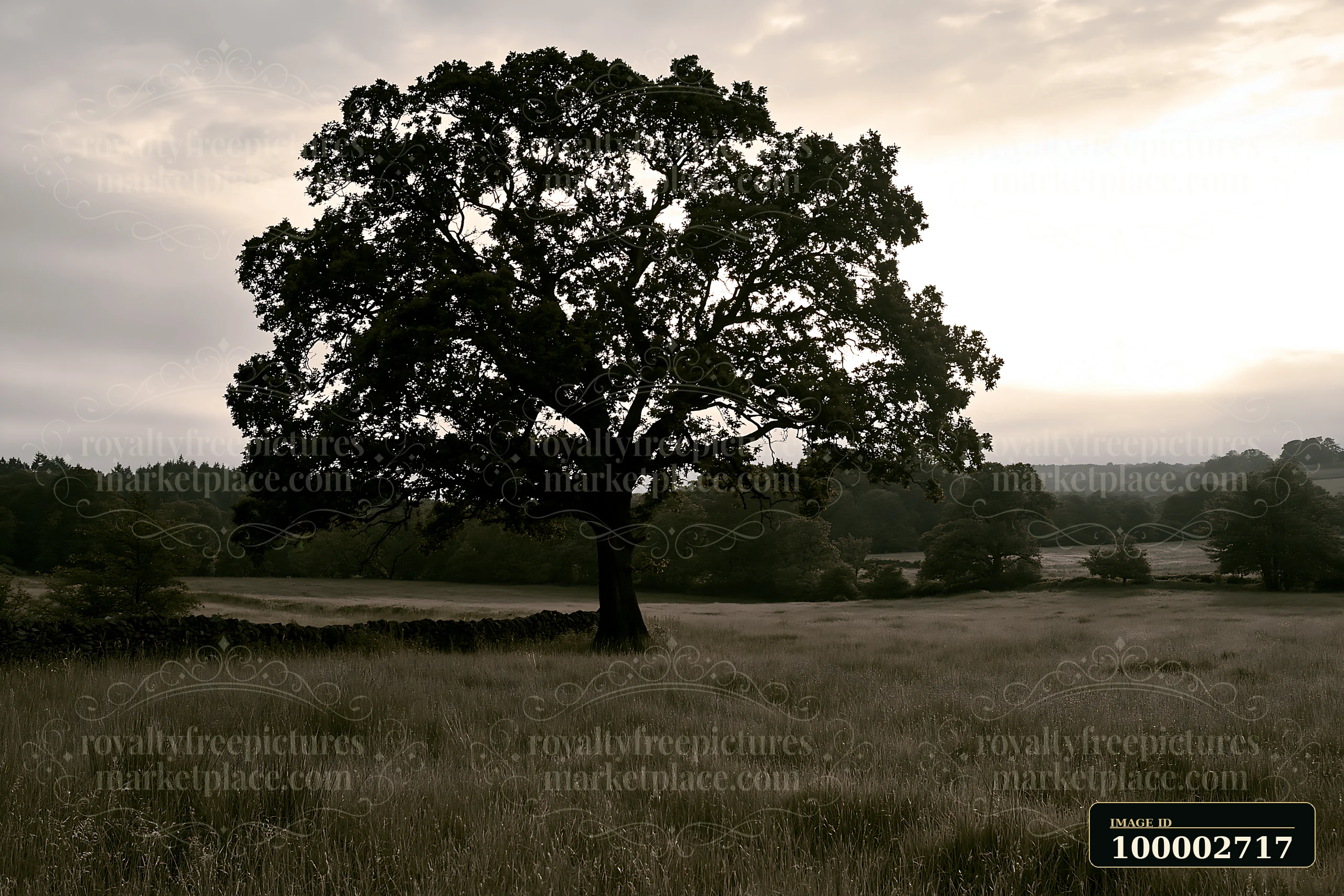 A lone tree stands in a meadow with tall grass, surrounded by hills and a stone wall.