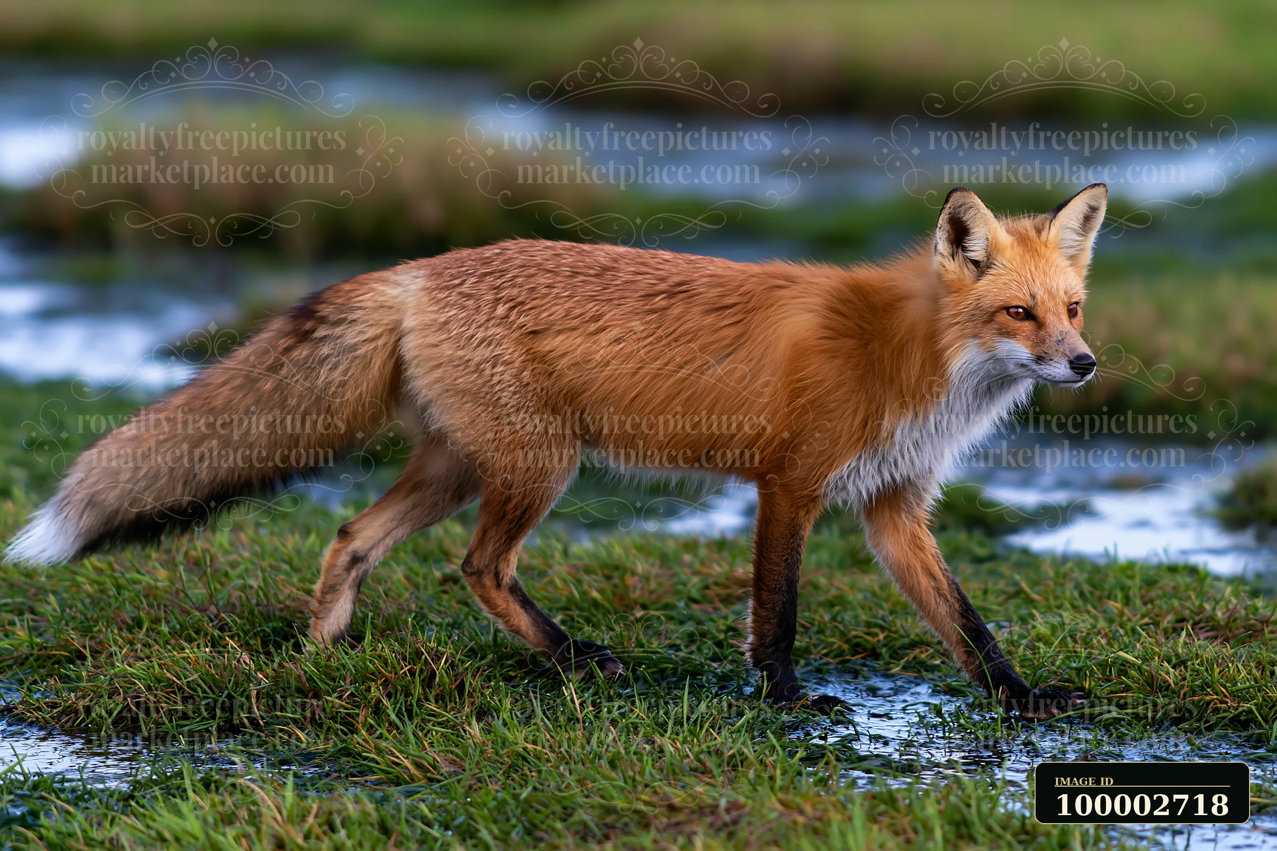 A fox moves carefully through a salt marsh along a coastline.