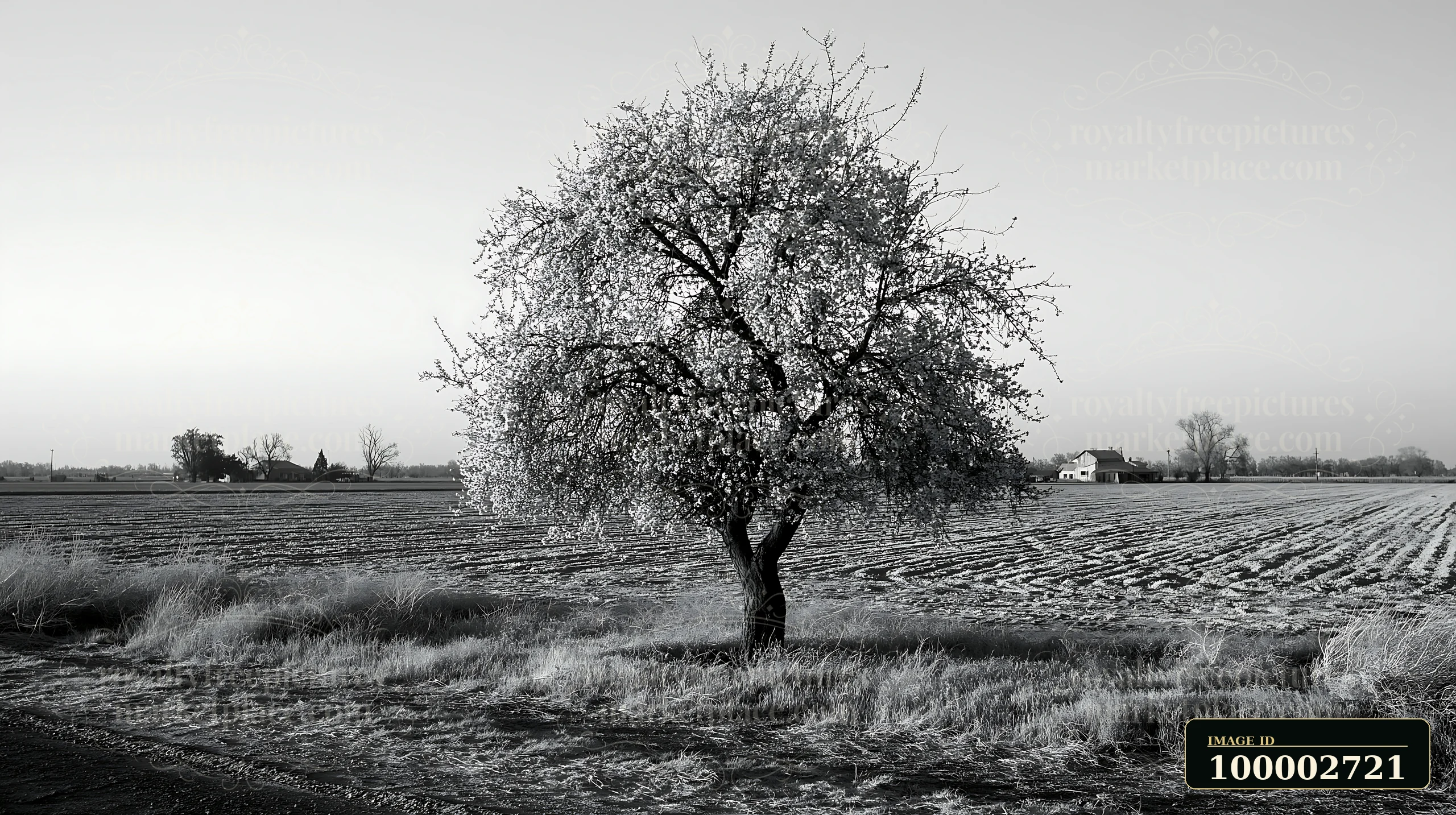 A solitary almond tree stands in a rural field, covered with blossoms.
