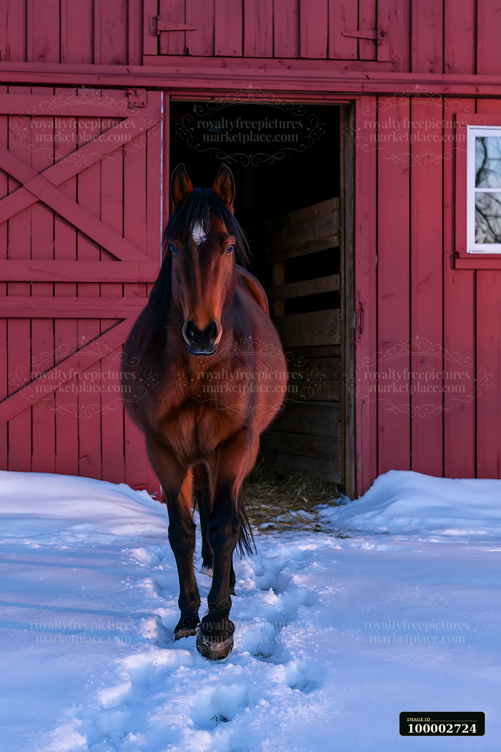 A brown horse stands in the doorway of a red barn with snow on the ground.