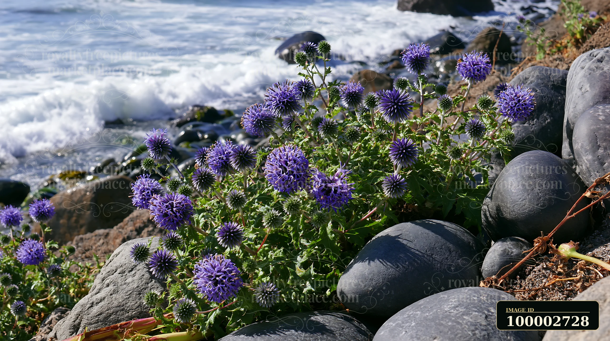 Sea holly flowers by coast grow among rocks, with waves crashing nearby.
