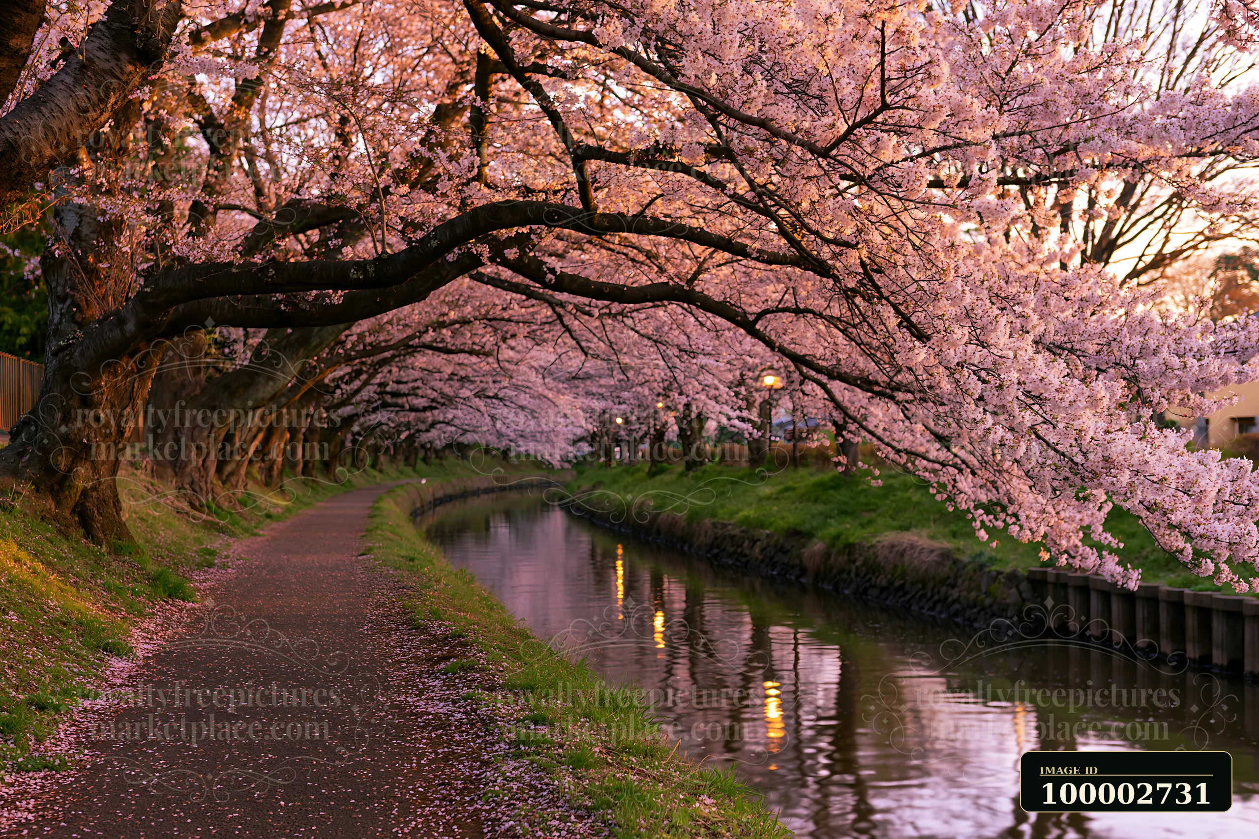 A path runs alongside a serene river, lined with cherry blossom trees in full bloom.