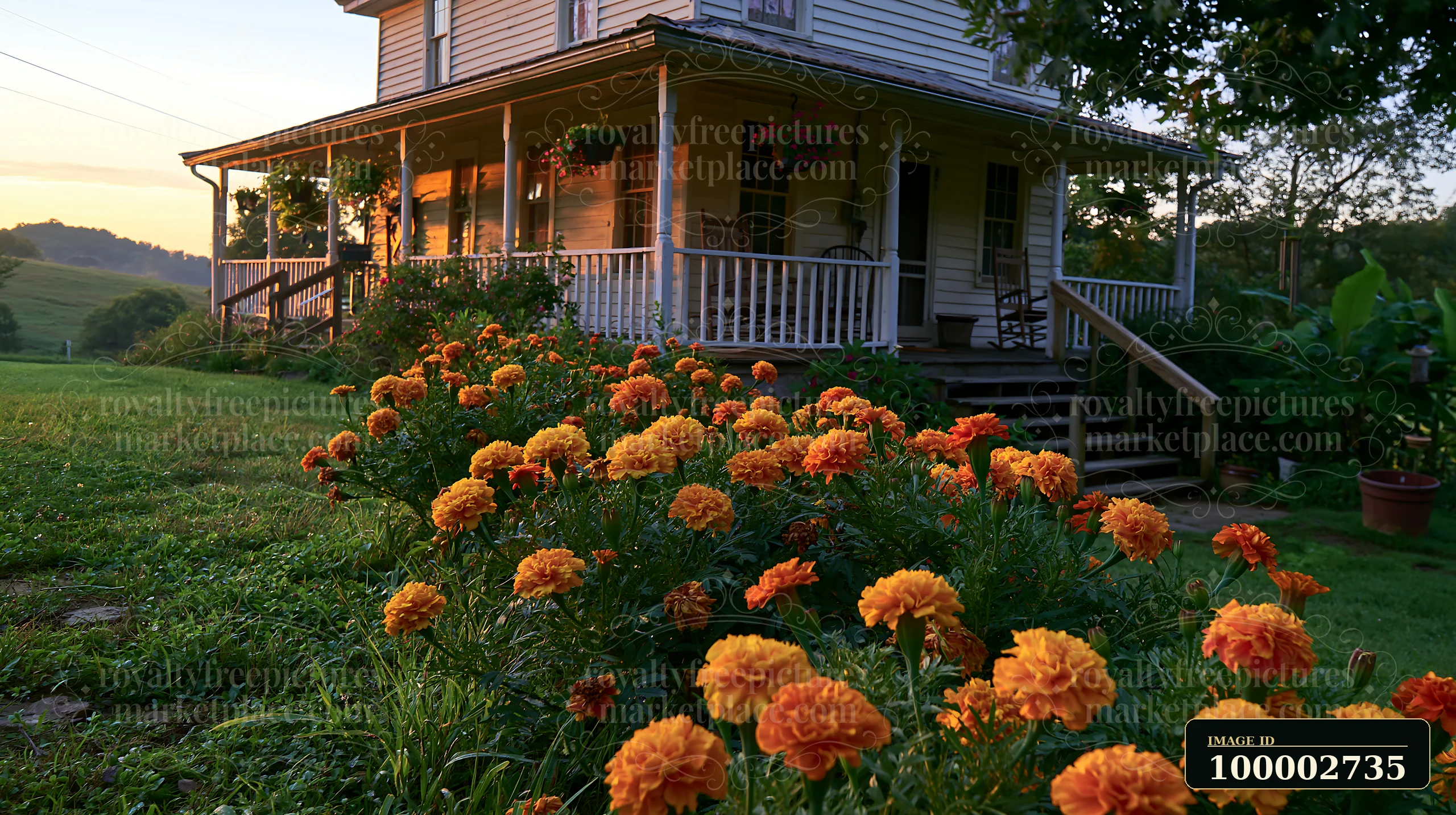 Bright marigold flower bed lines the path leading to a country house during sunset, showcasing vibrant colors against a rustic home and green landscape.