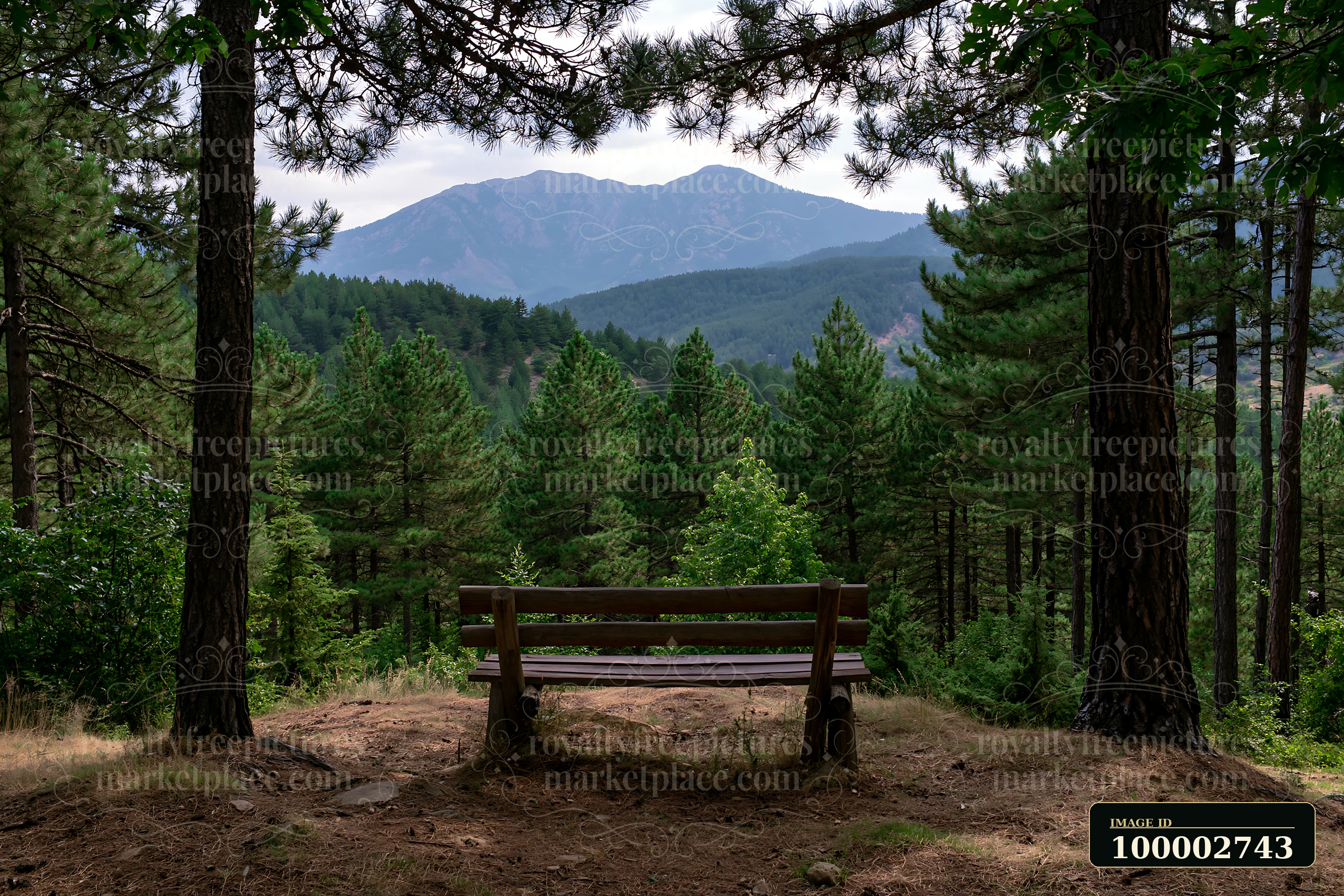 A wooden bench is positioned in a pine forest overlooking a mountain range.