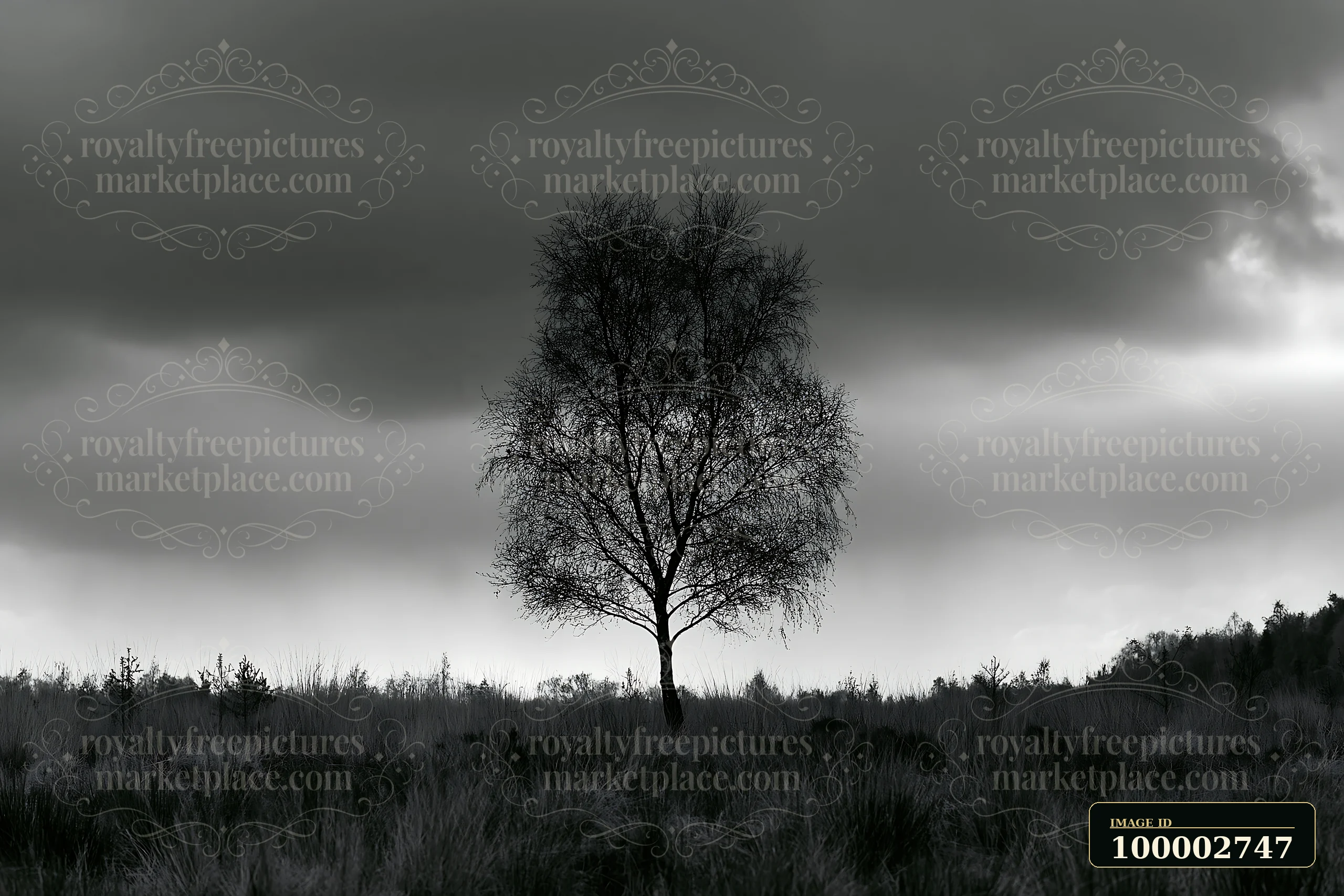 A single tree stands in a meadow with dramatic clouds above it.