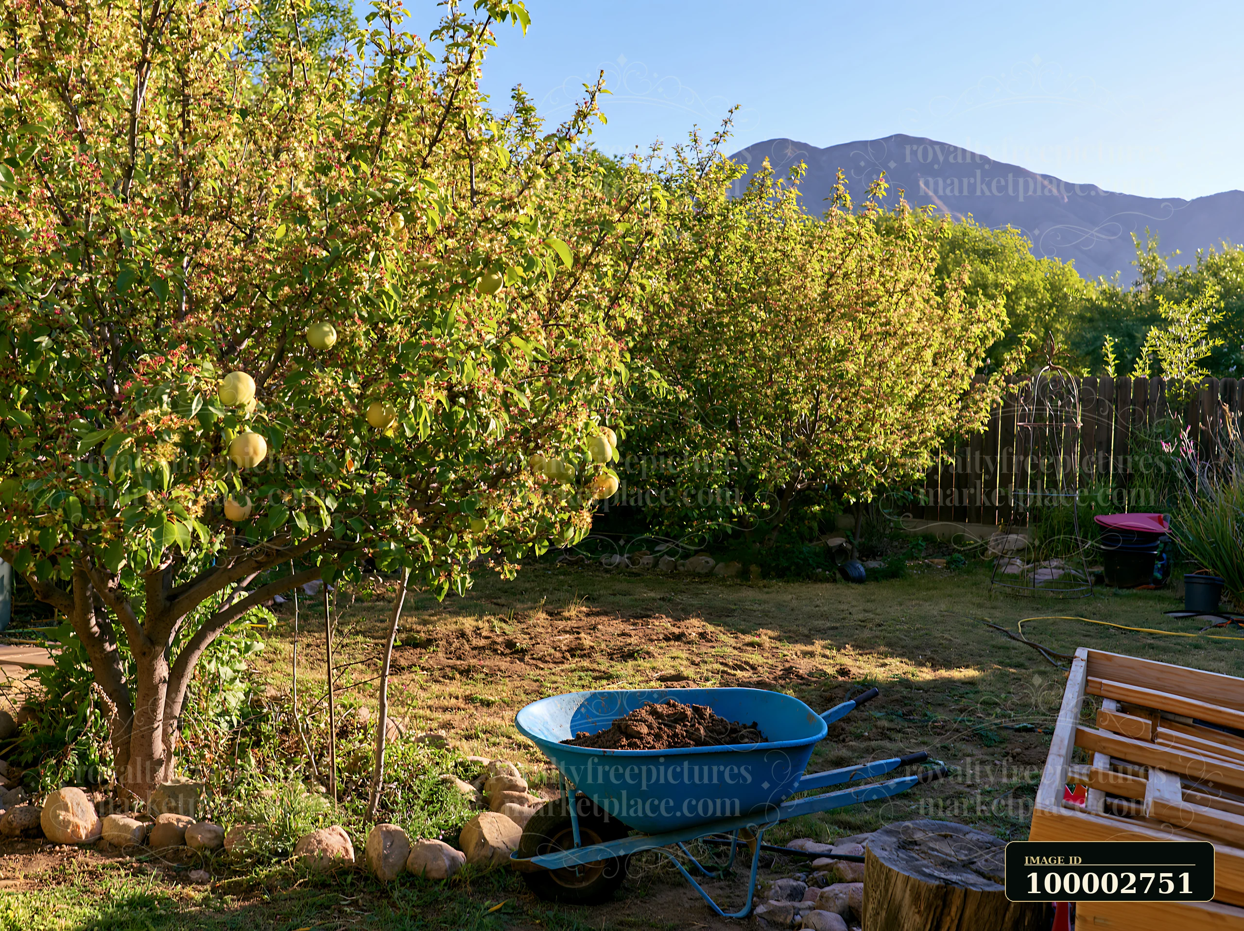 Blooming trees in a sunny backyard show vibrant greenery, along with a wheelbarrow filled with soil.
