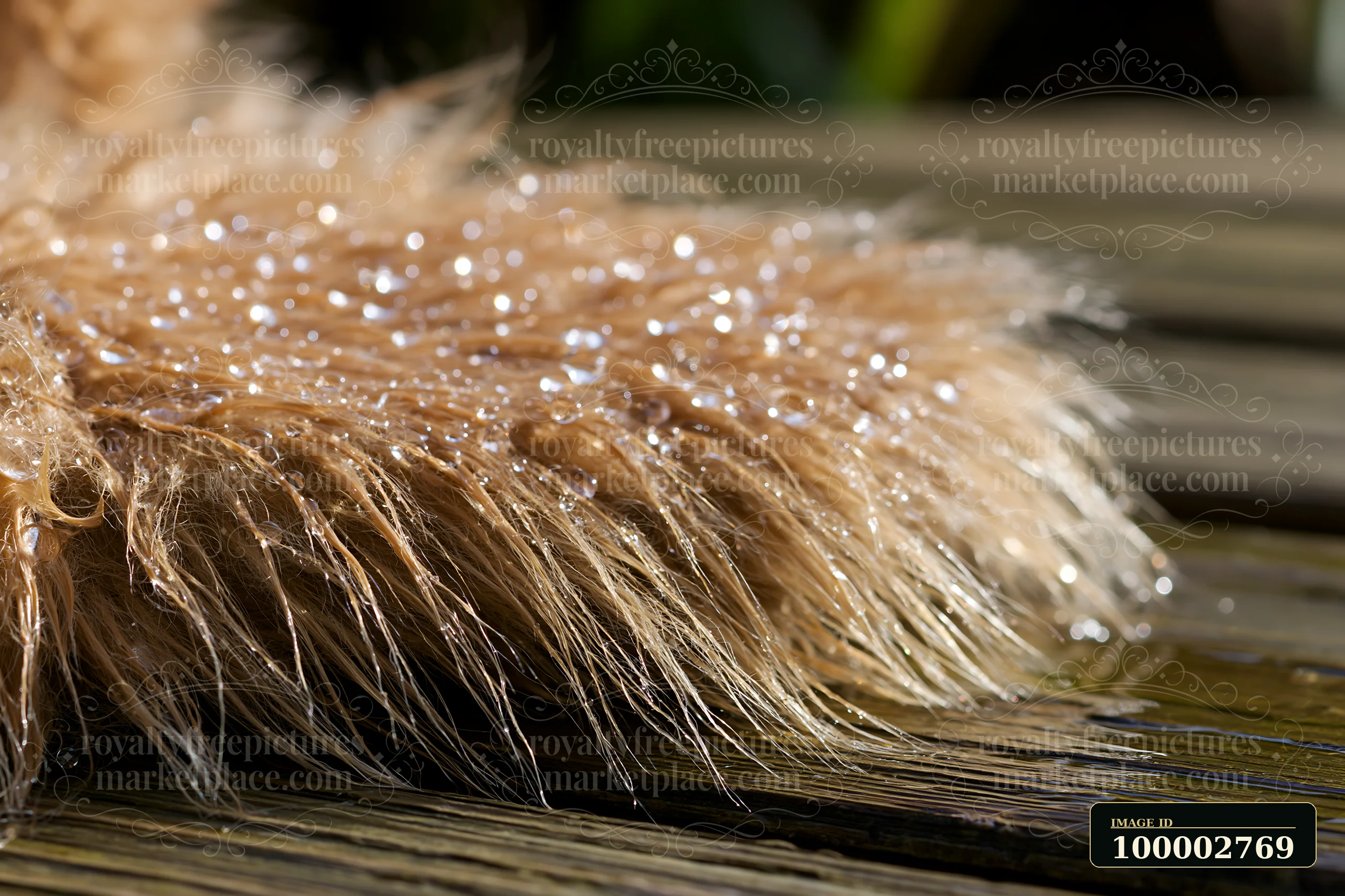 Water droplets cover the surface of soft teddy bear fur, resting on a textured wooden background.