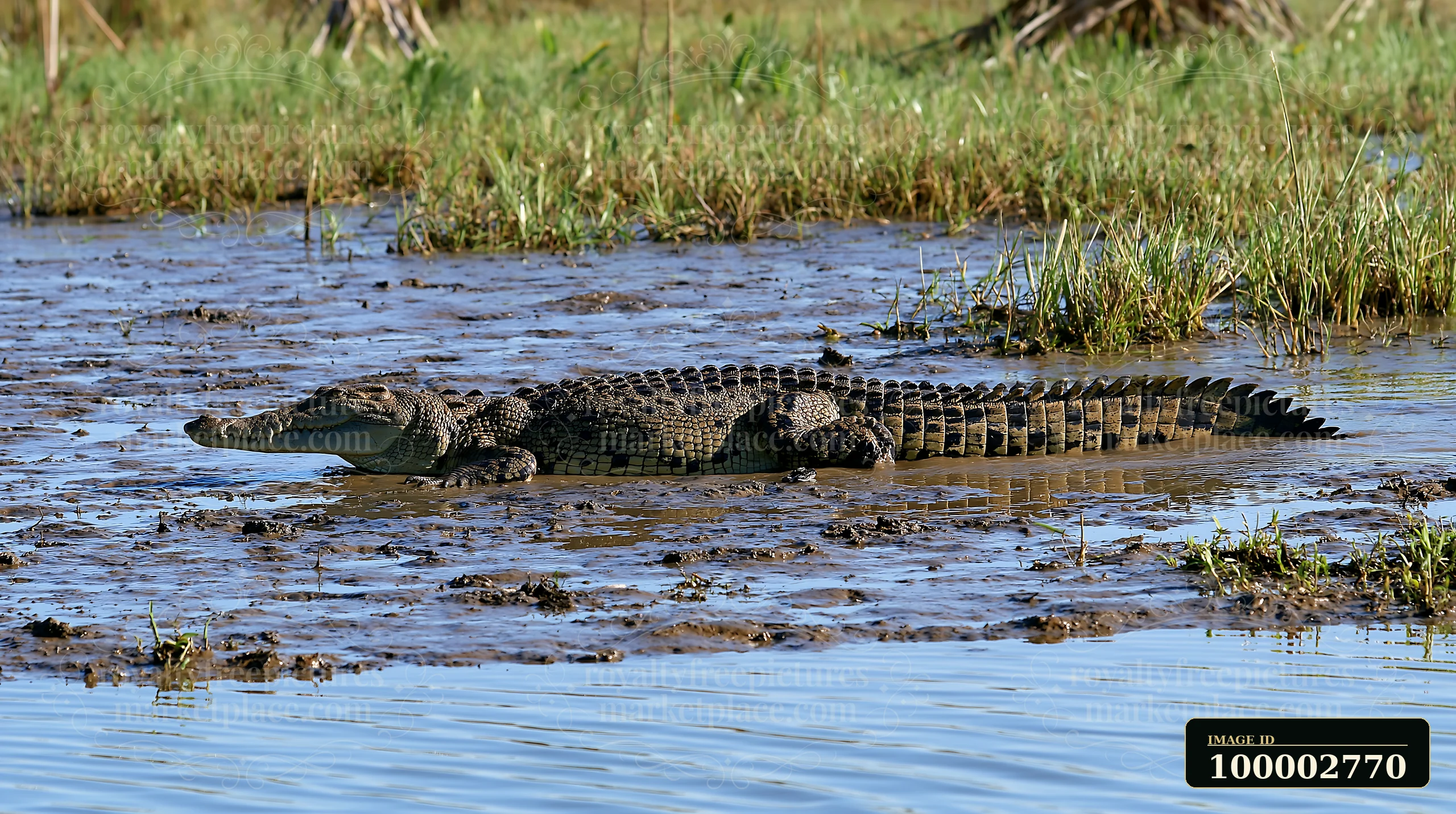 A saltwater crocodile rests in shallow water surrounded by tall grass in the Northern Territory wetlands.