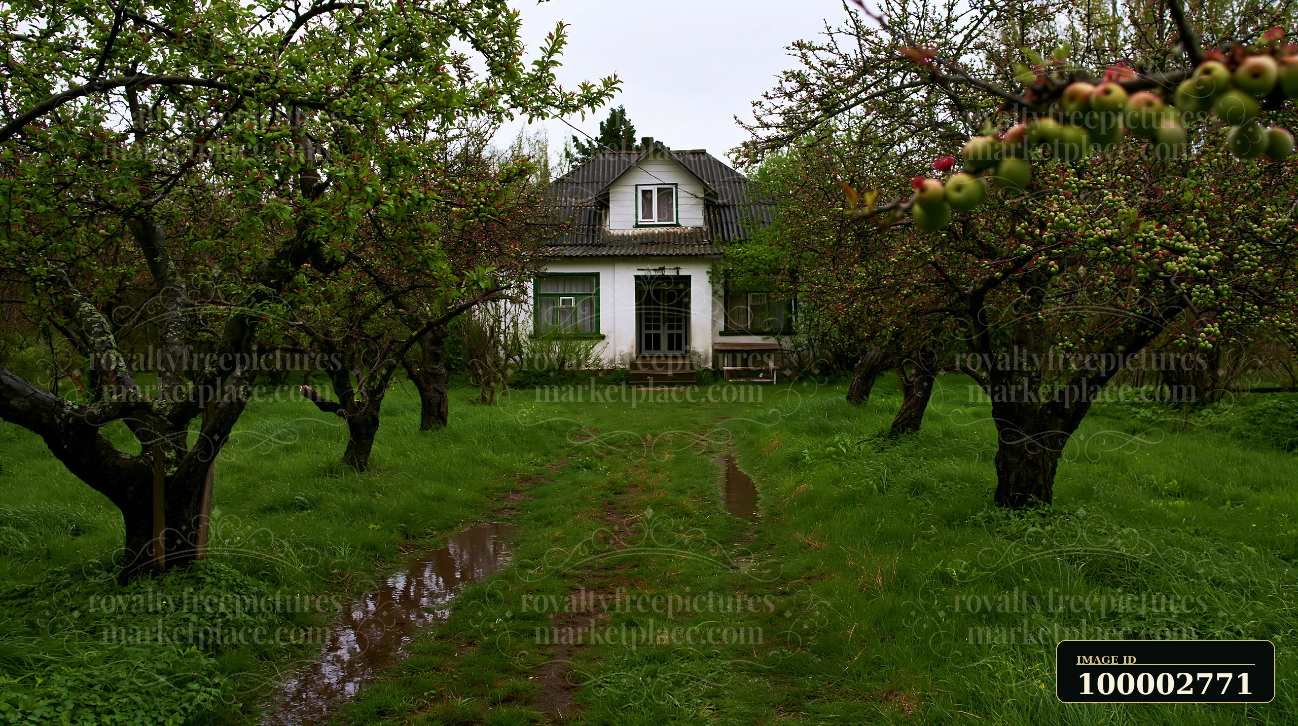 Fruit trees surround a country house with a pathway leading to the entrance.