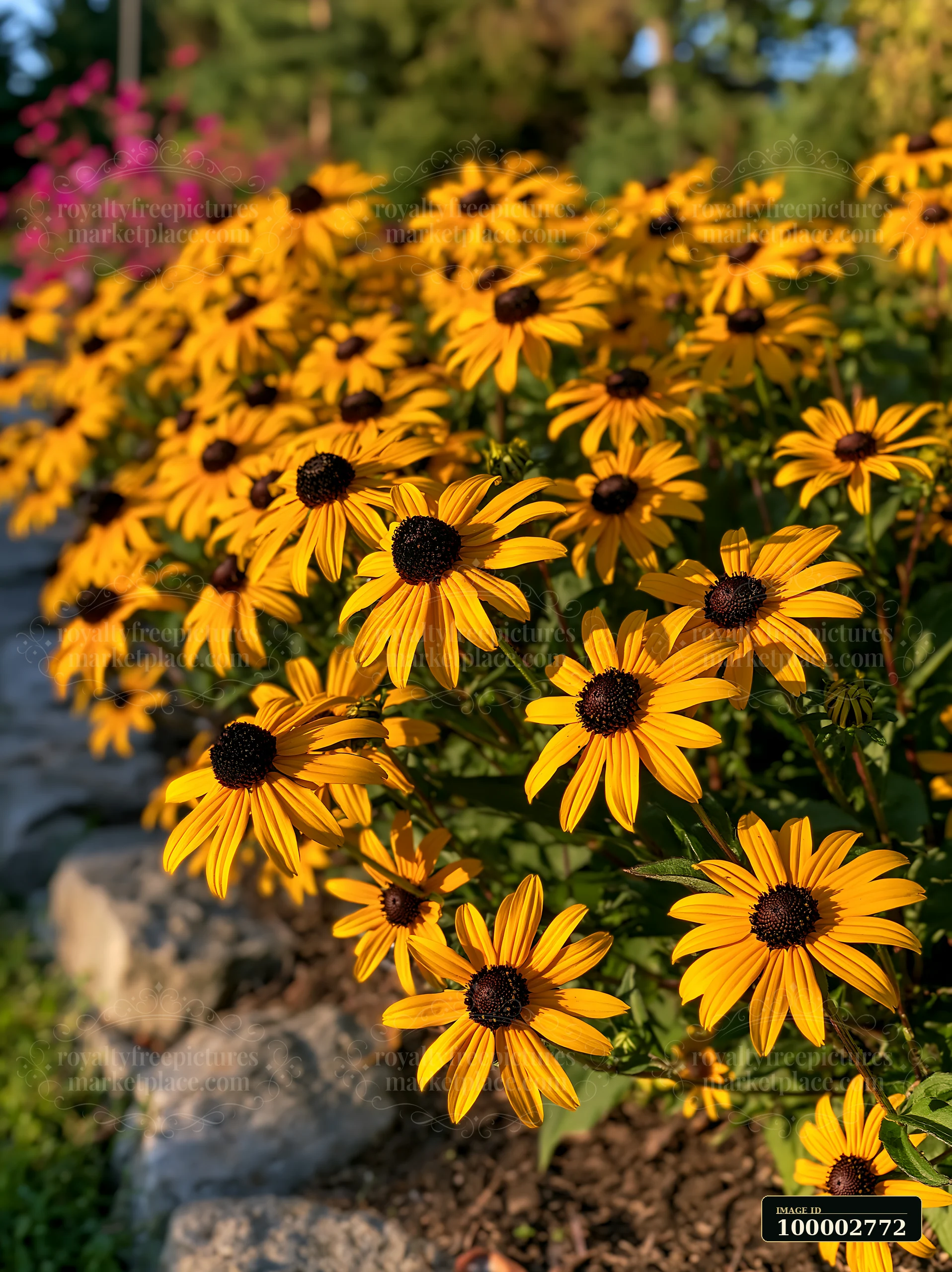 Rudbeckia flowers in sunlight bloom brightly along a garden path.