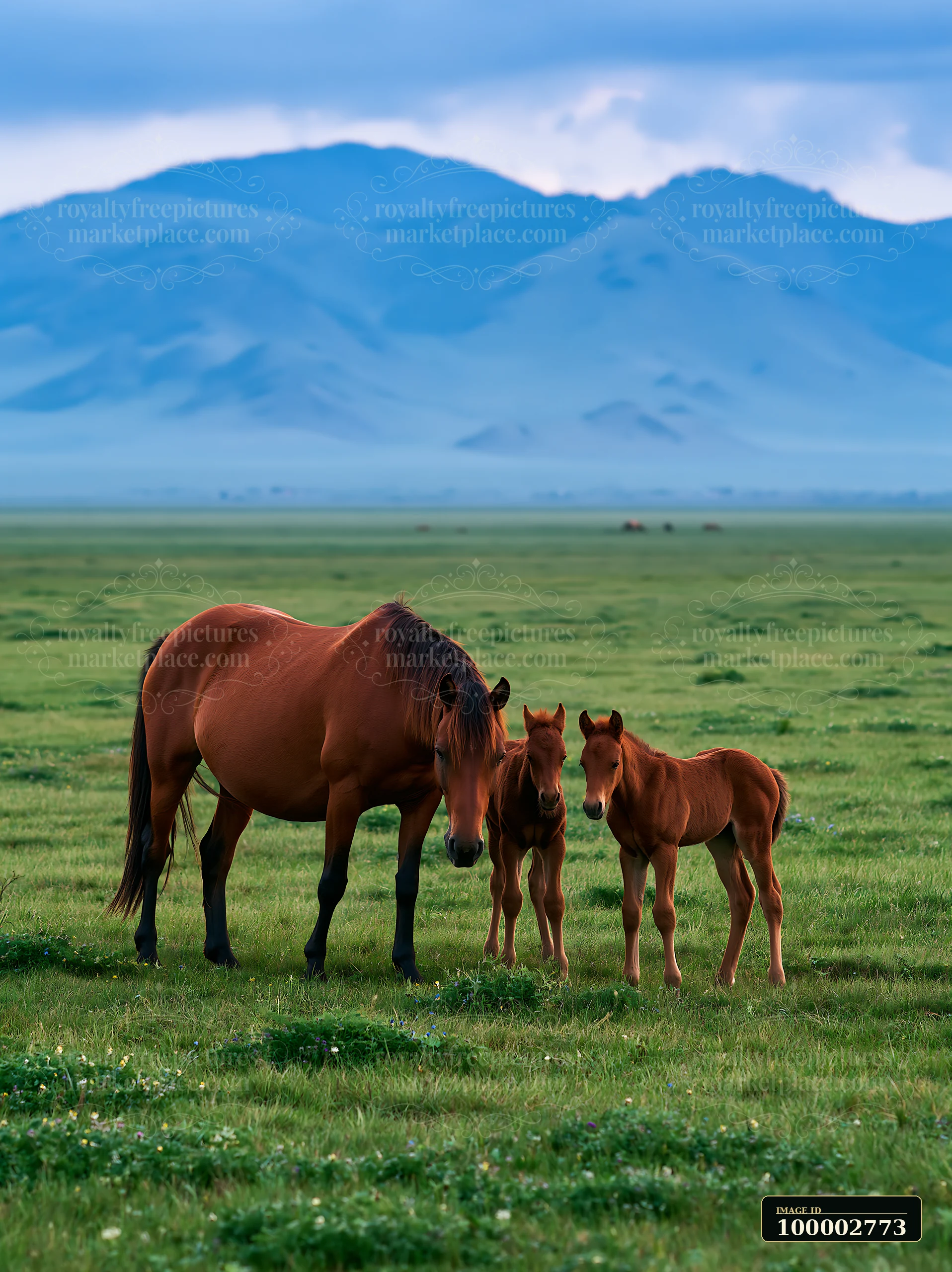 Wild horses grazing in open grassland are seen with two foals nearby.