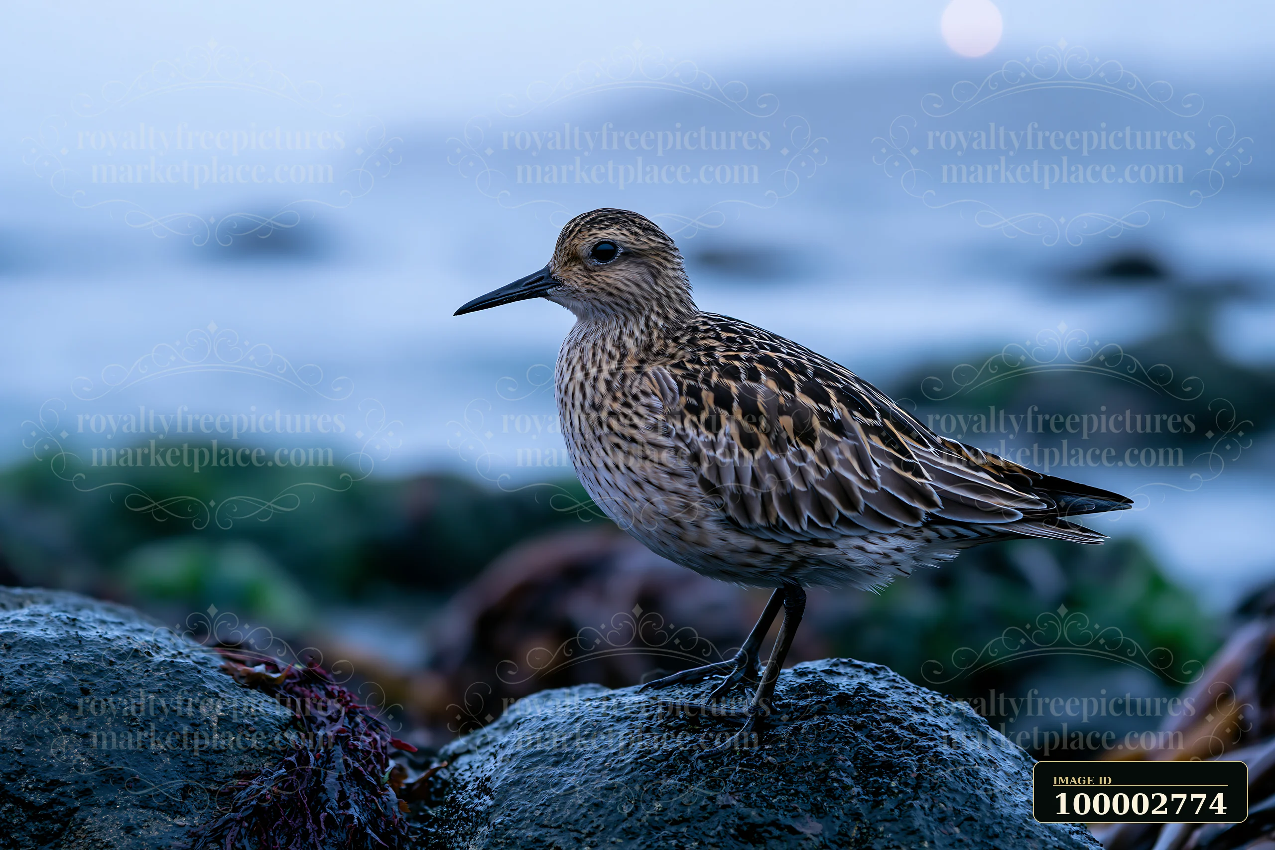 A bird stands quietly on a rock near the water's edge as sea fog envelops the coastline.