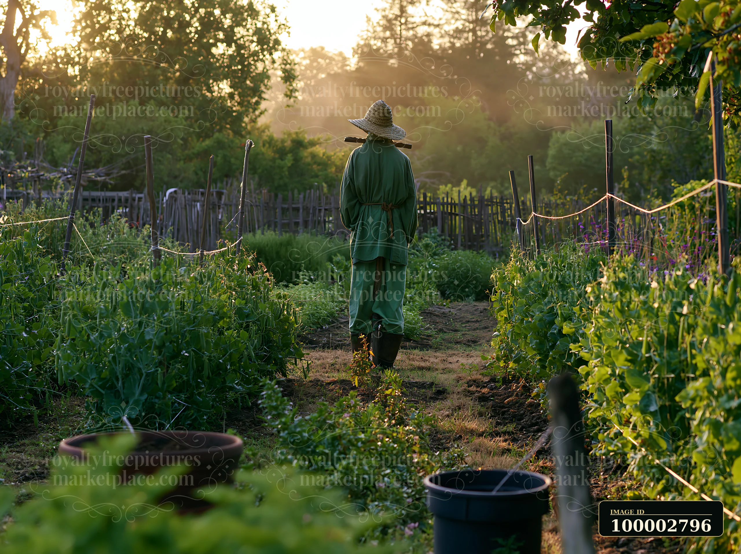 A scarecrow in a spring garden stands among rows of growing plants.