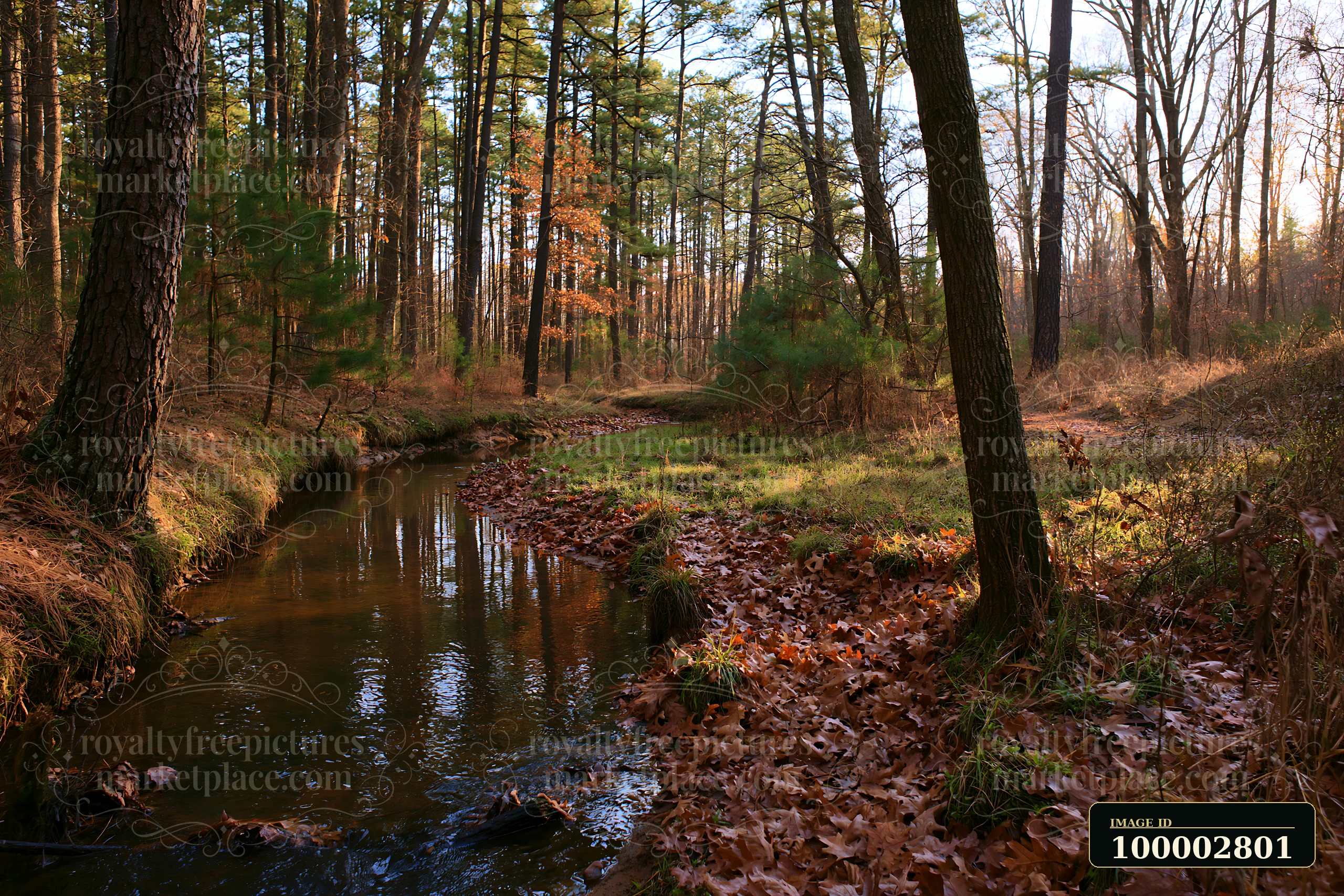 A small watercourse among pine trees winds through the forest, with fallen leaves lining the bank.