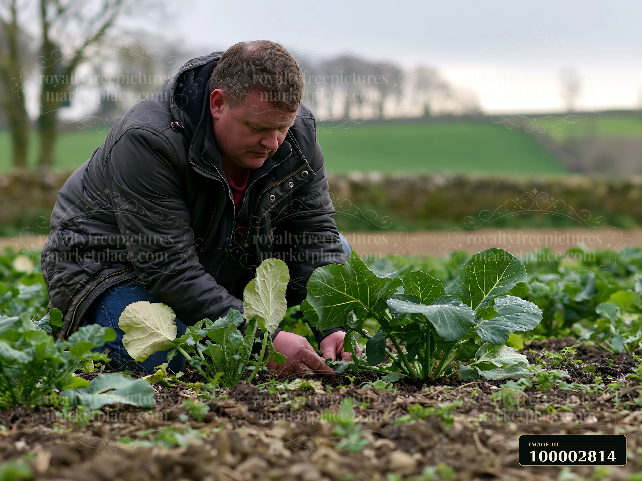 A farmer inspecting meadow crops in a field is seen kneeling down to check the growth of vegetables.