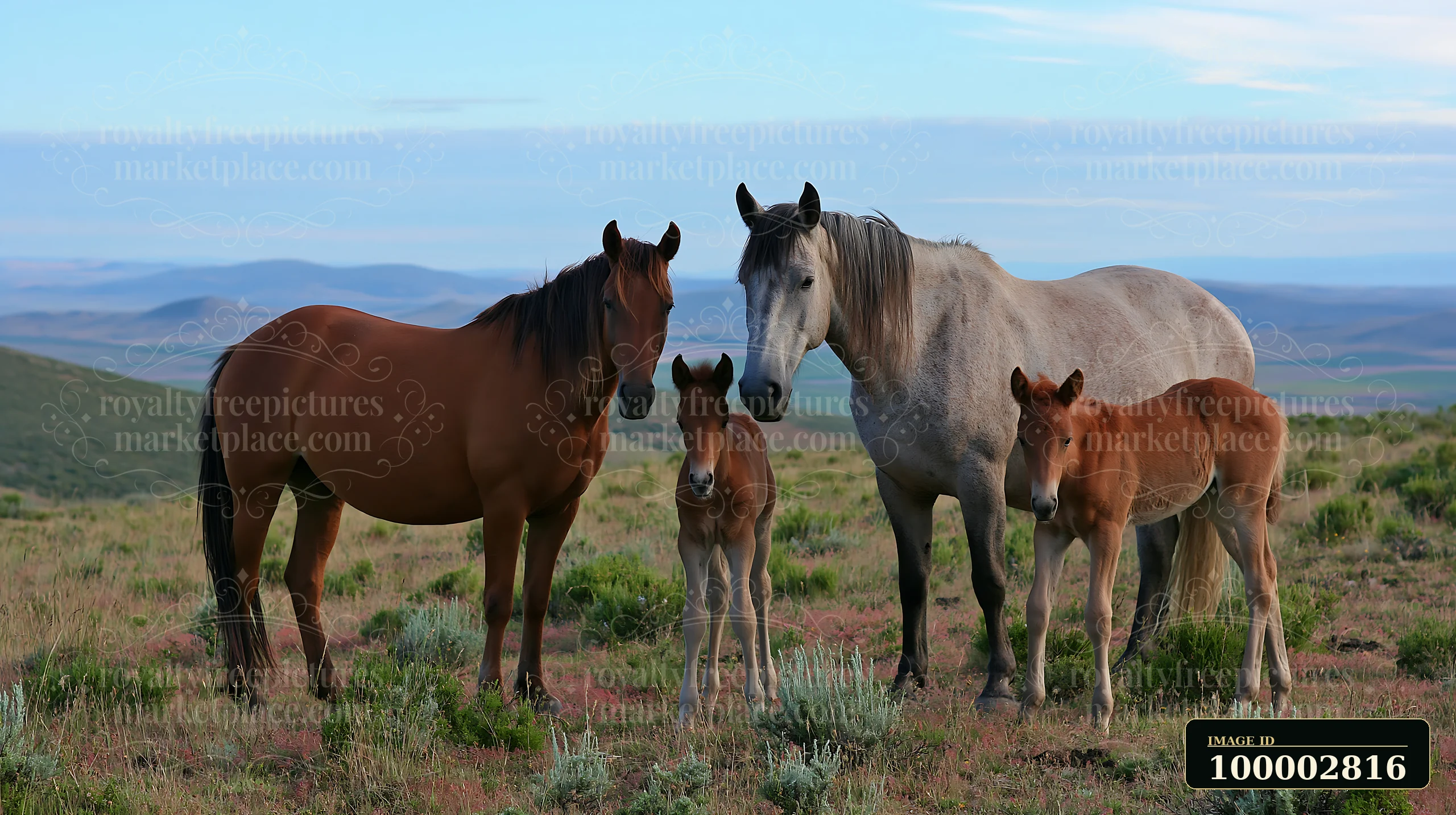 A wild horse family grazes together in an open field surrounded by hills.