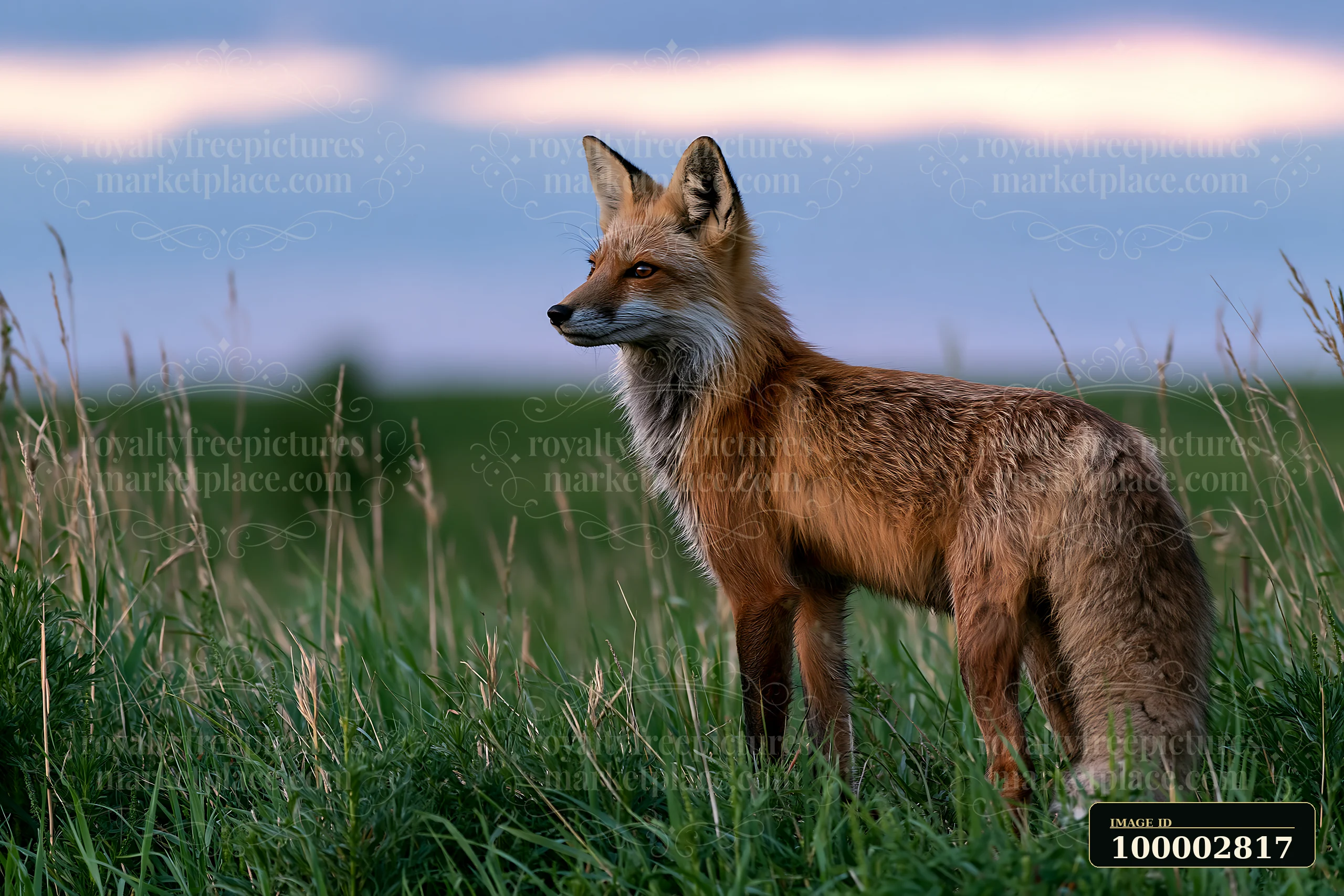 A fox stands alert in a meadow under dramatic clouds.