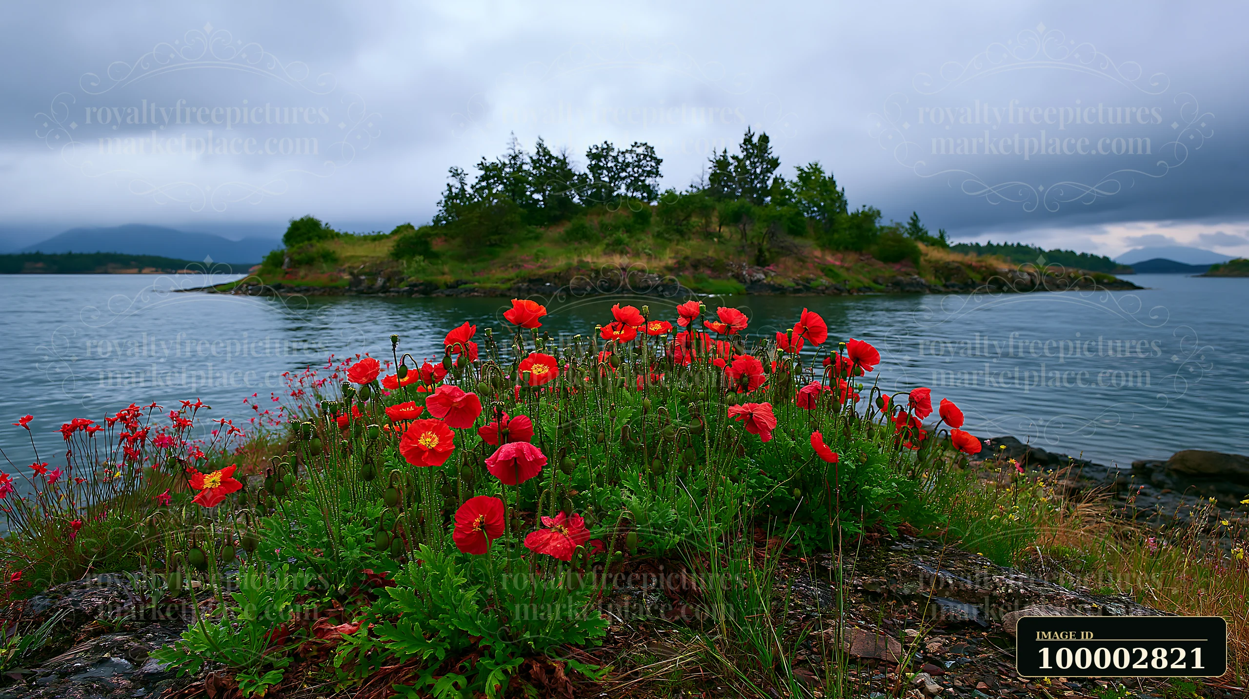 Red flowers bloom on an island after rain, surrounded by calm waters and a cloudy sky.