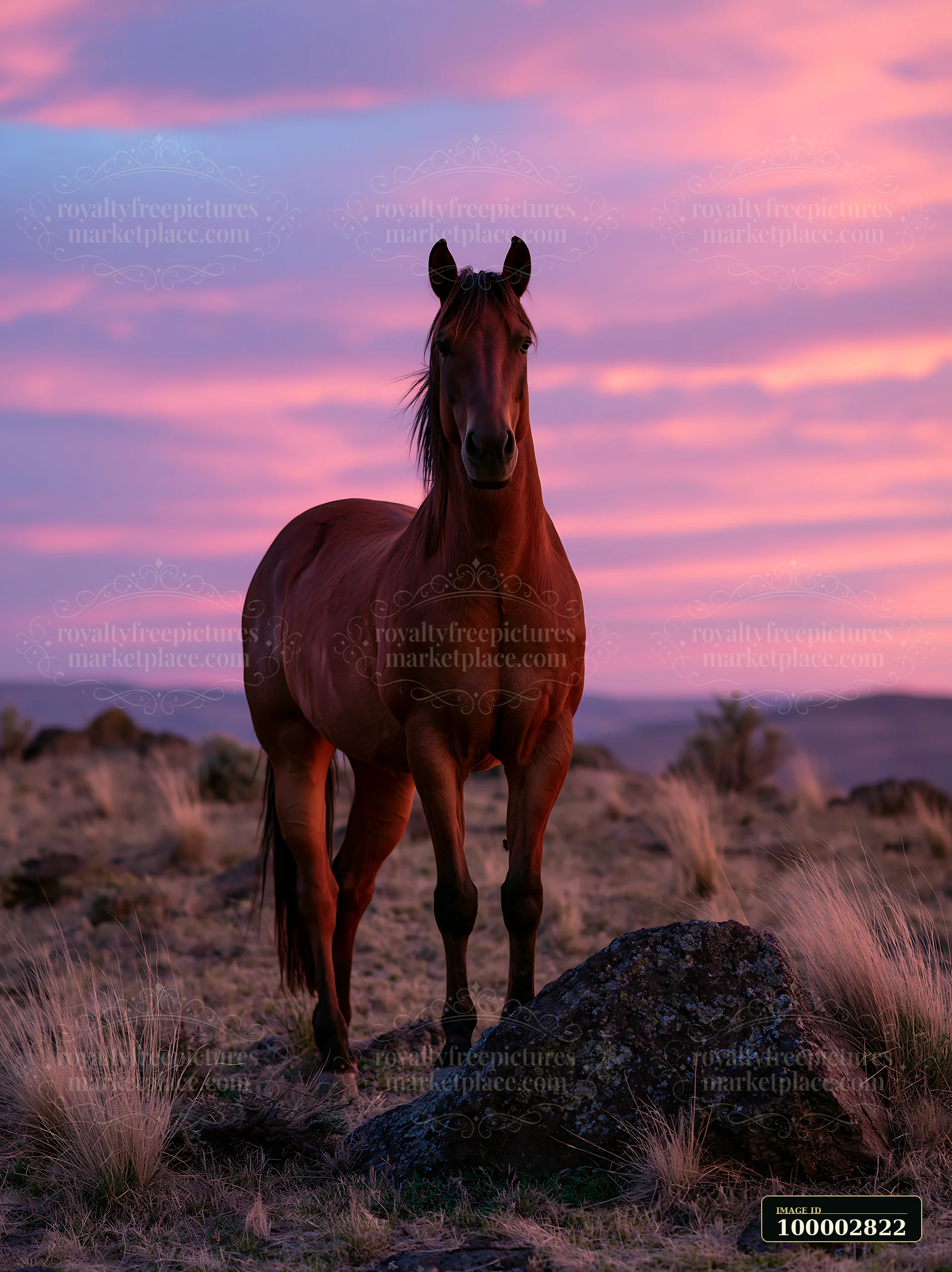 A brown horse stands on a rocky dark mountain ridge with colorful clouds in the sky.
