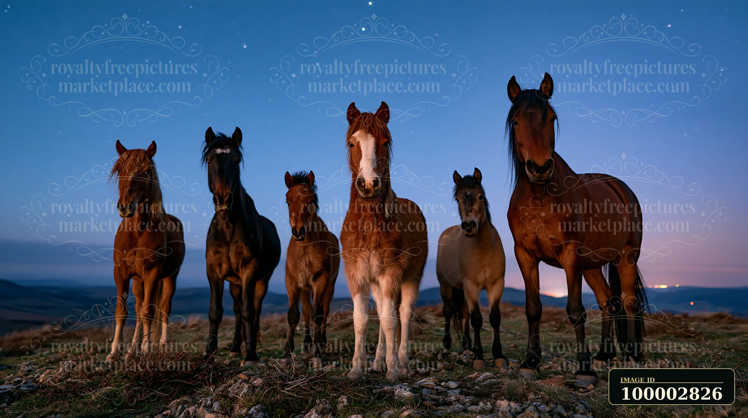 A group of horses stands together on a hillside as stars fill the night sky.
