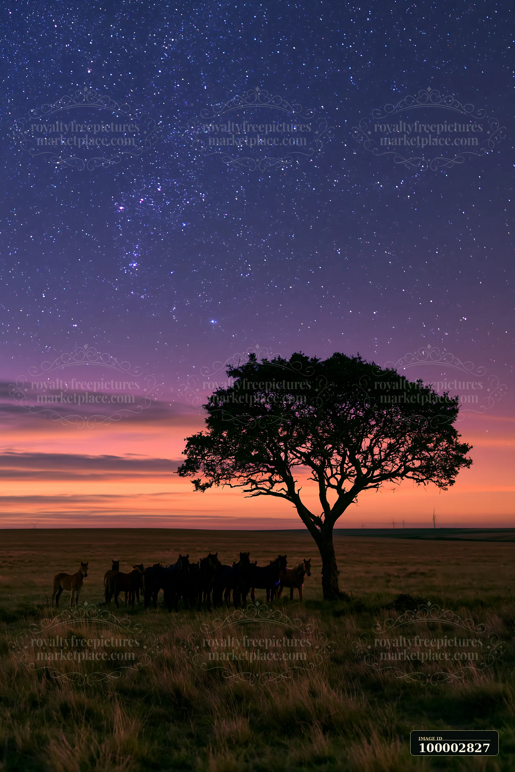 A wild horse herd silhouetted against stars stands near a tree in an open landscape at dusk.