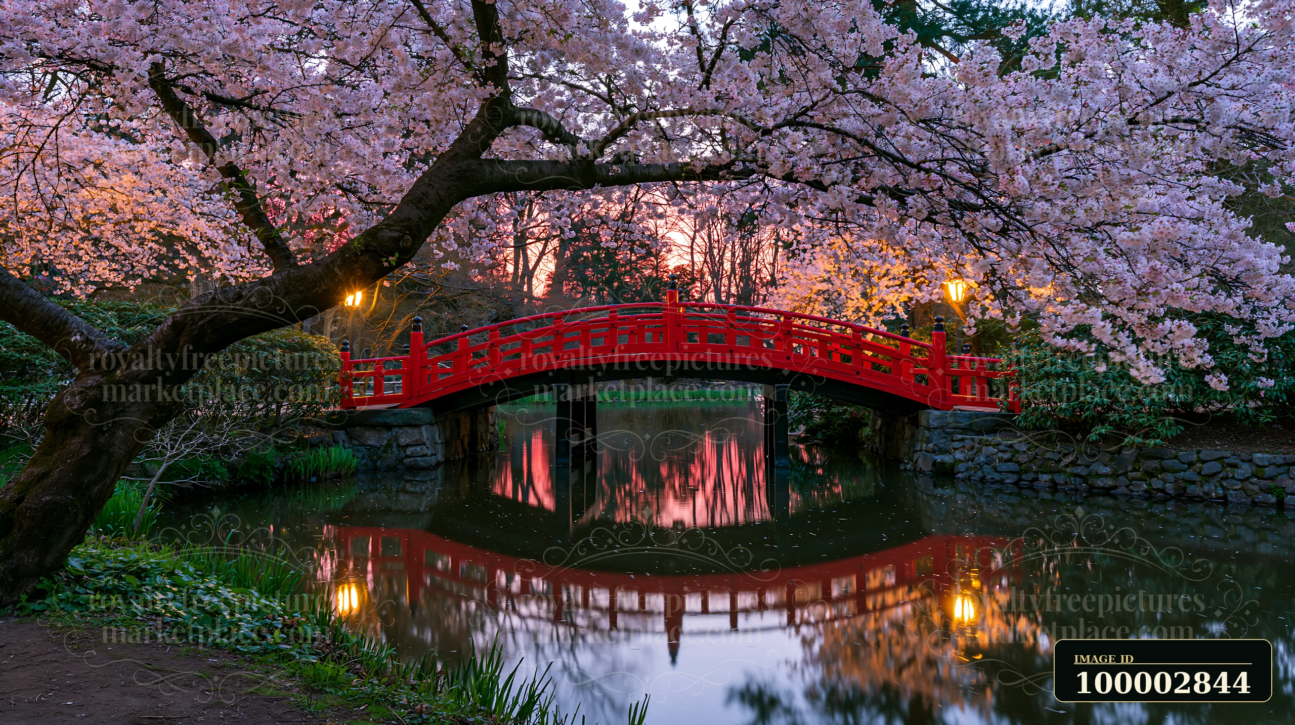 Cherry blossoms and a red Japanese bridge are seen above a still pond.