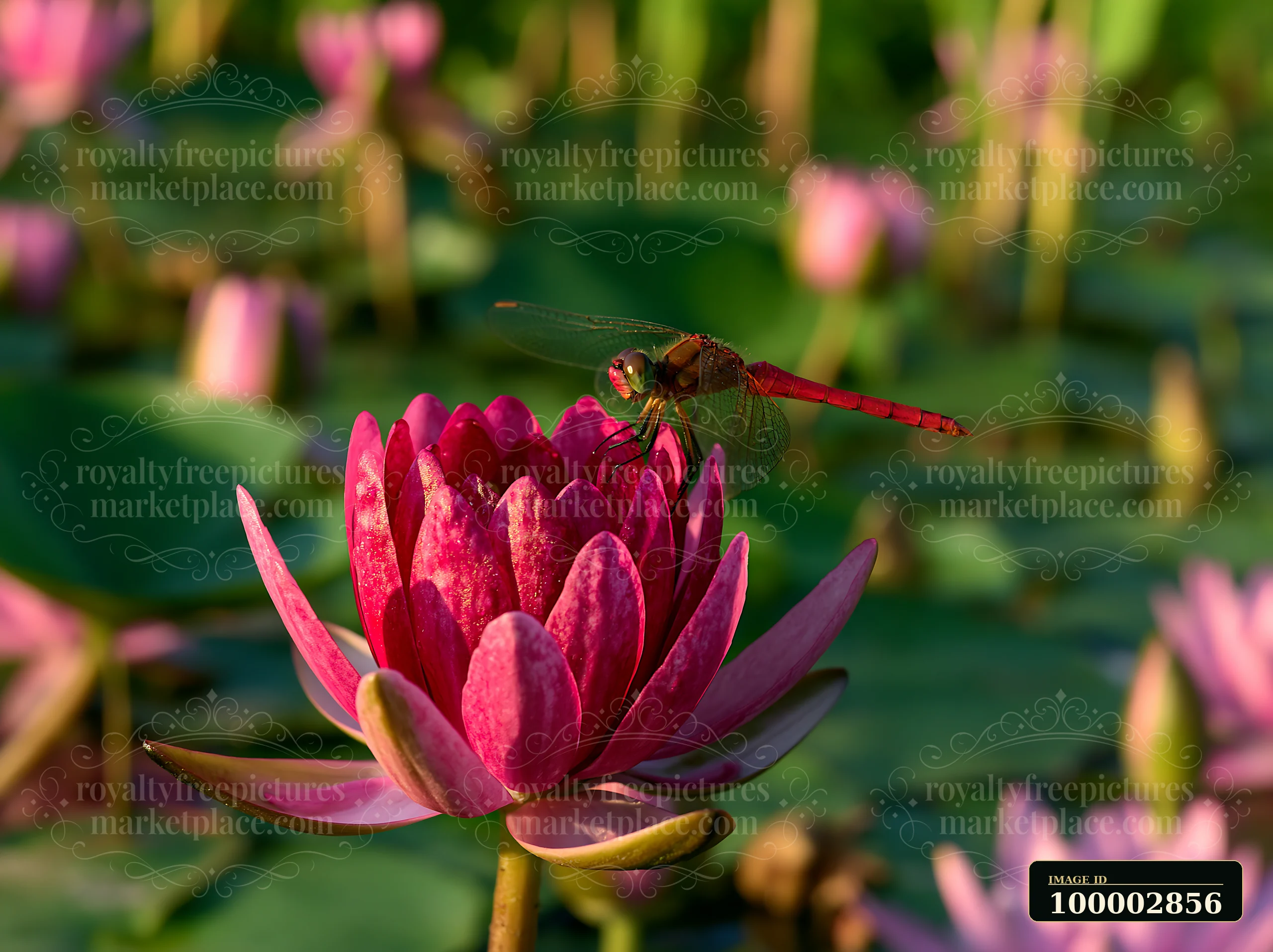 A dragonfly rests on a pink water lily in a pond surrounded by tall reeds.