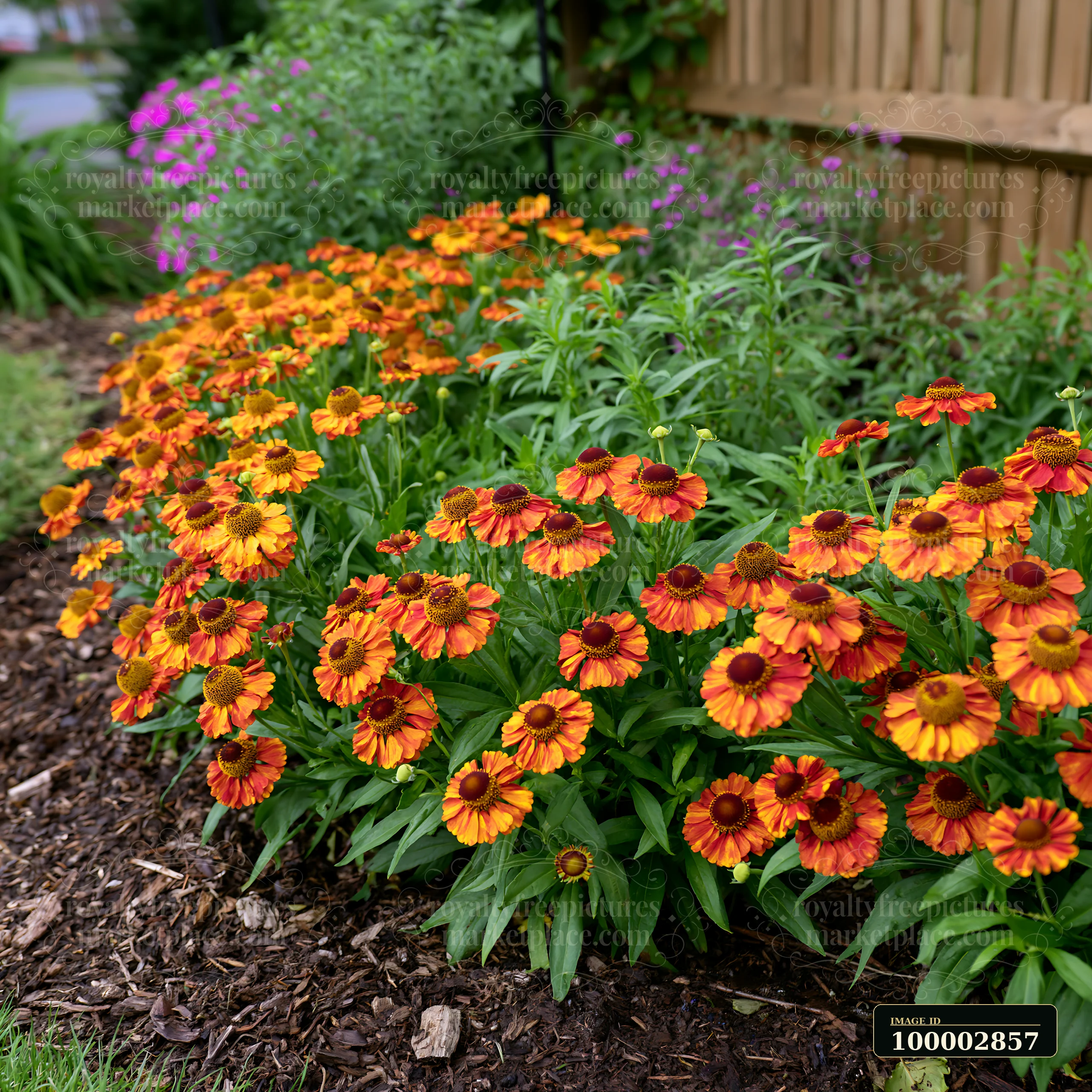Bright helenium flowers in borders create a vibrant scene in a lush garden.