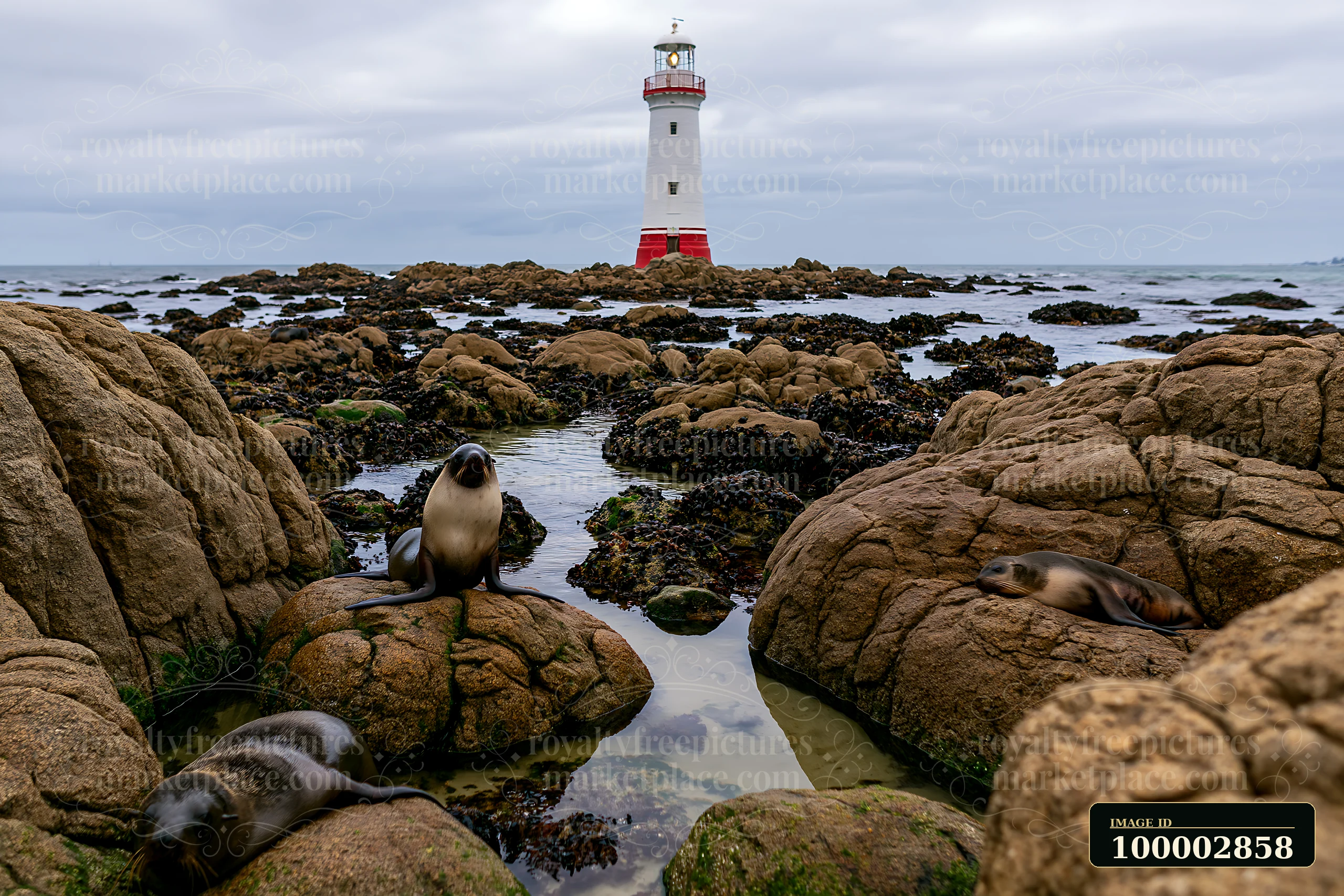 A lighthouse stands tall near seals resting on rocky shores.