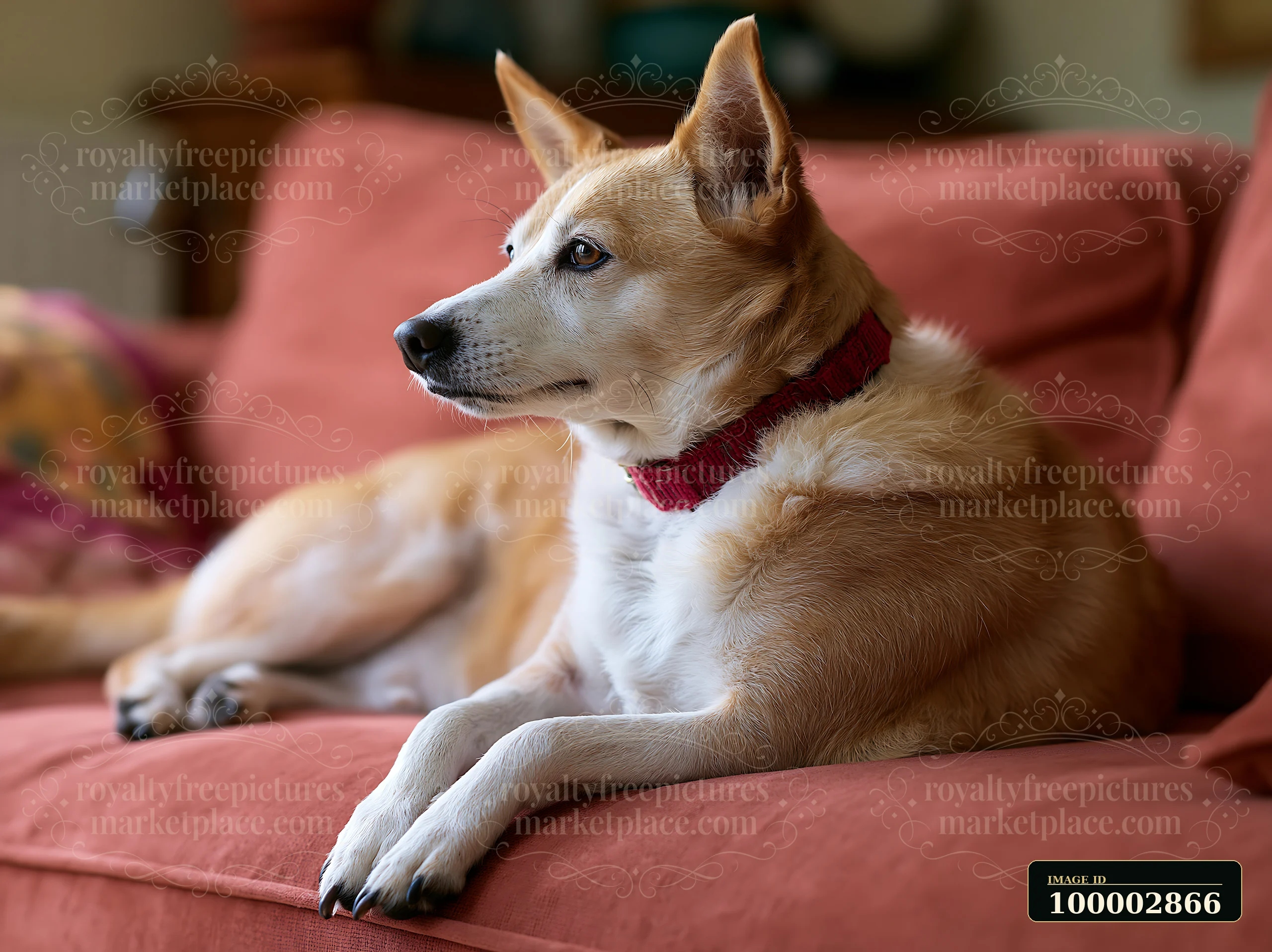 A rare dog breed on sofa at home watches its surroundings with interest.