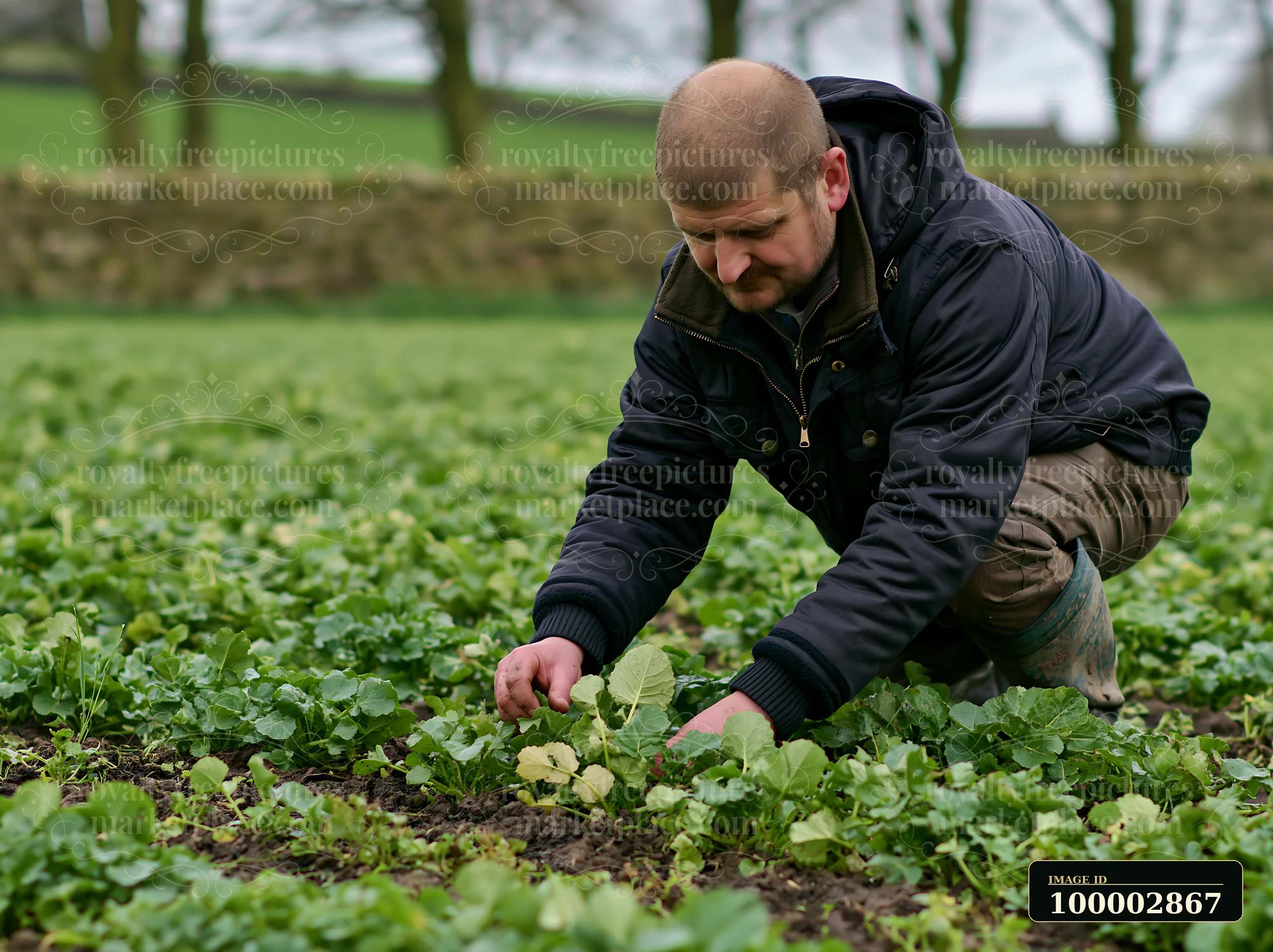 A farmer inspecting meadow crops works in a lush field.